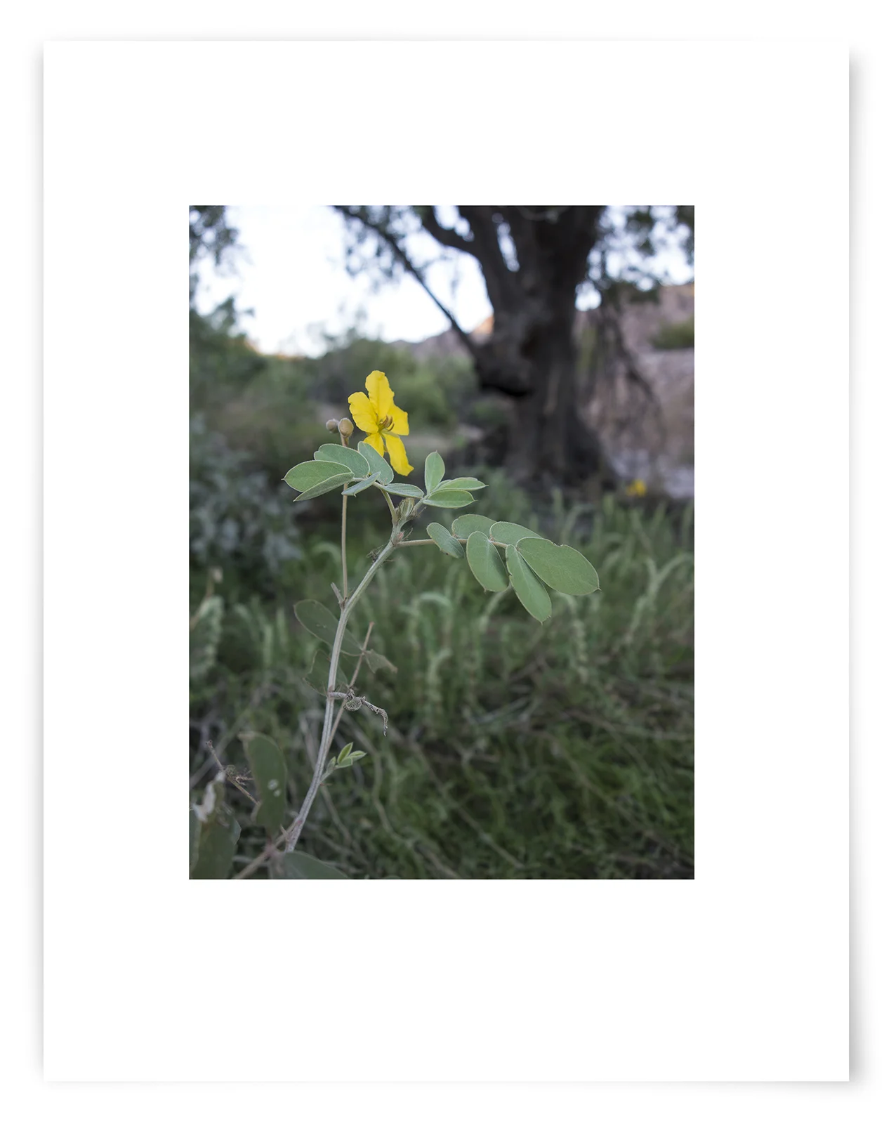 23rd visit. Early morning September 15, 2013 Desert senna under the canopy