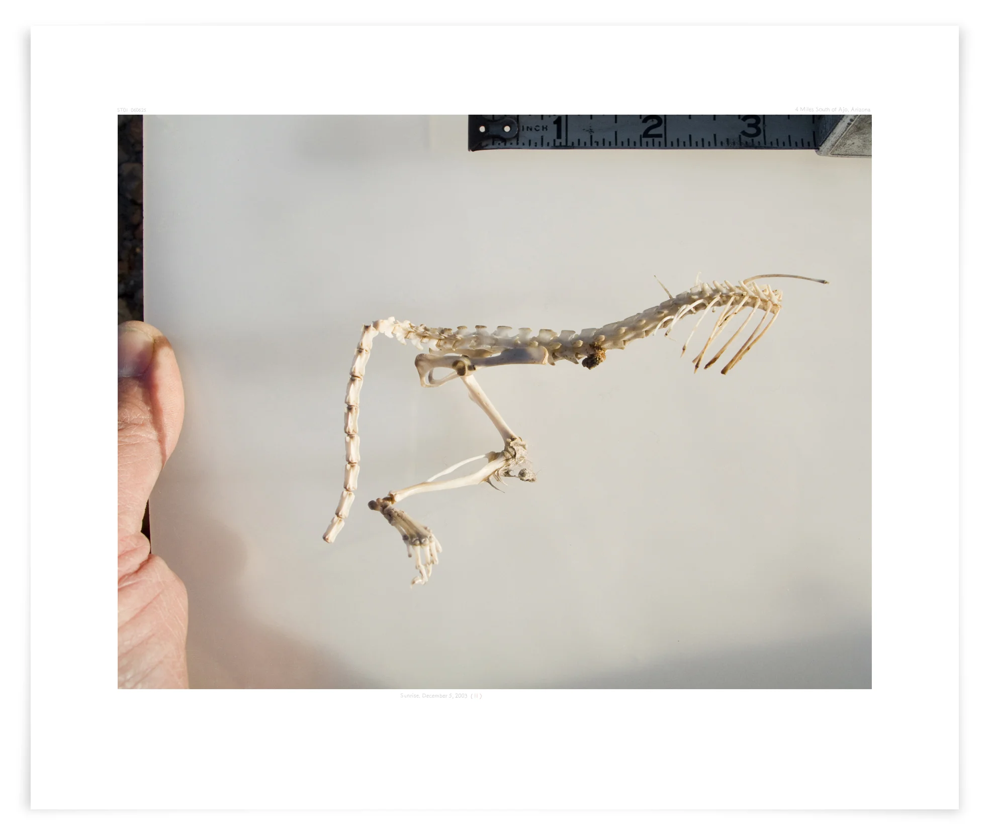 8th visit. 8:02:02 AM March 3, 2006 Feline skeleton found near plant