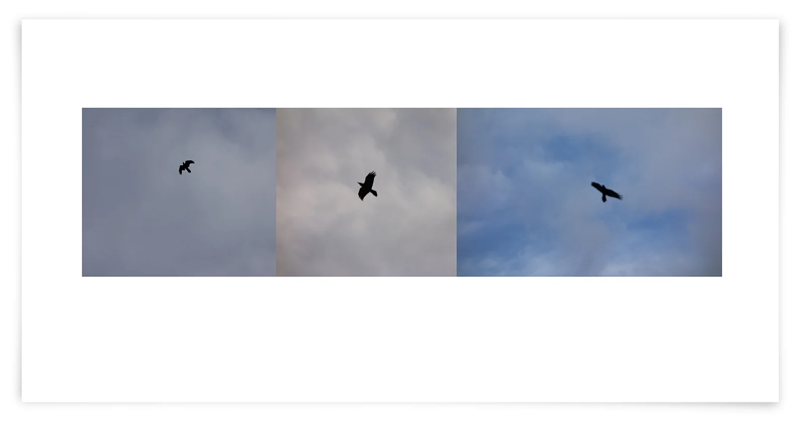 37th visit. 7:37:13 - 7:38:11 AM November 15, 2013 A curious raven circles overhead