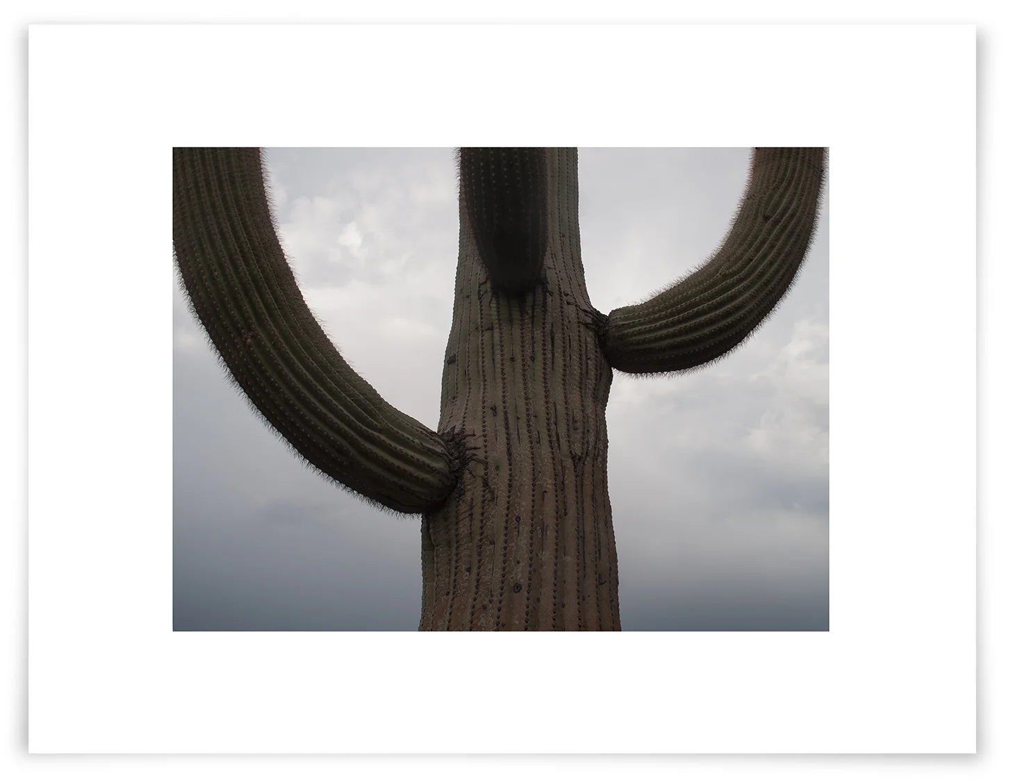 The Tom Thumb Saguaro (CG10 130804) 18 x 24 in (46 x 61 cm)