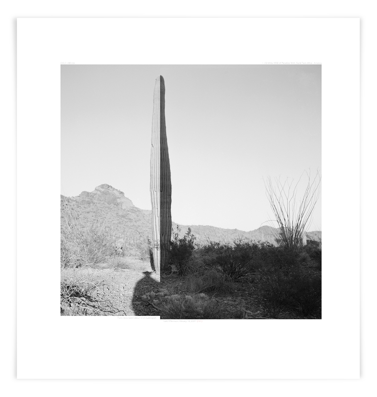   The Sand Tank Saguaro (CG15 080124) &nbsp;&nbsp; &nbsp;   26 x 24 in (66 x 61 cm)                      