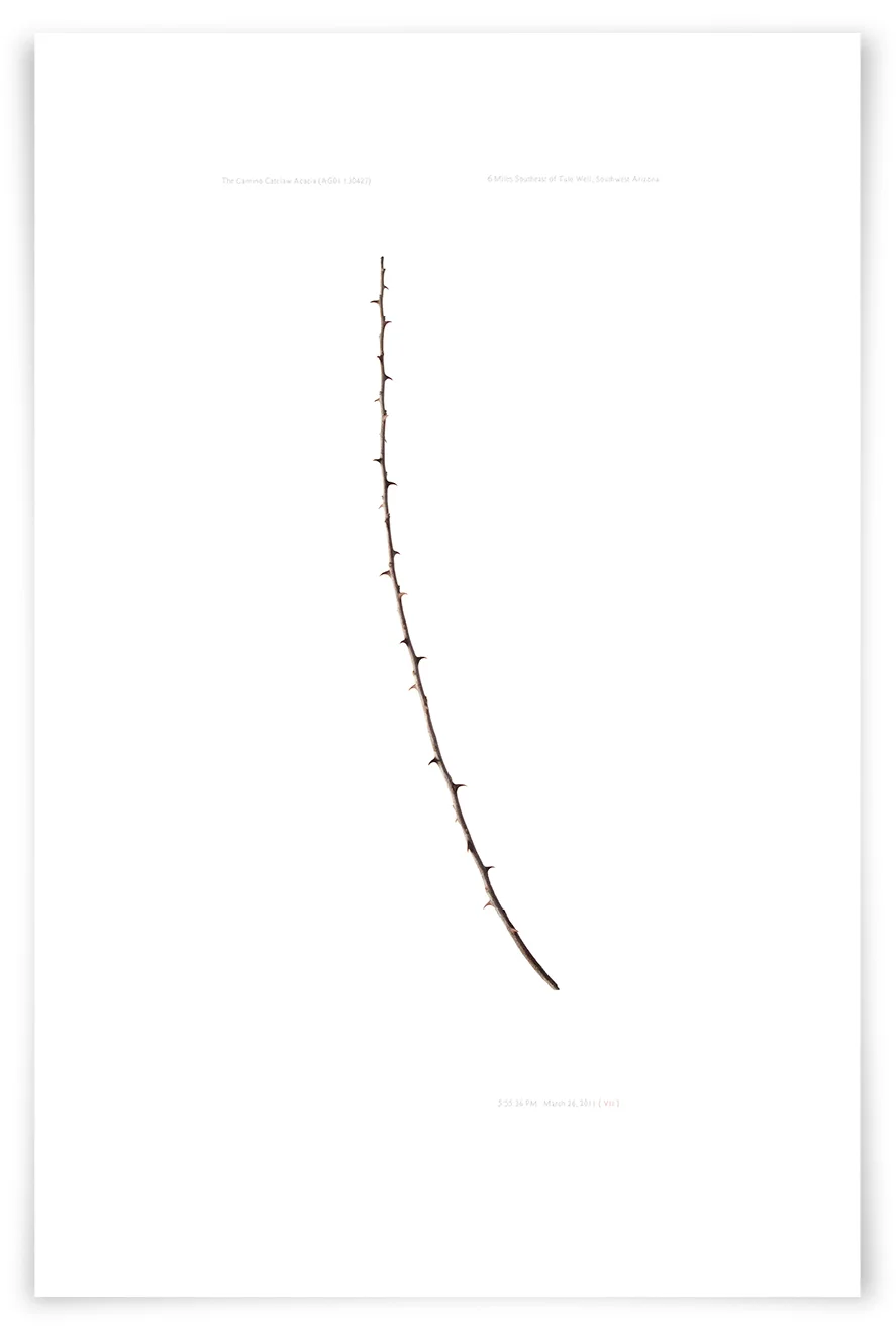 The Camino Catclaw Acacia (AG01 130427) 27 x 18 in (69 x 45 cm)