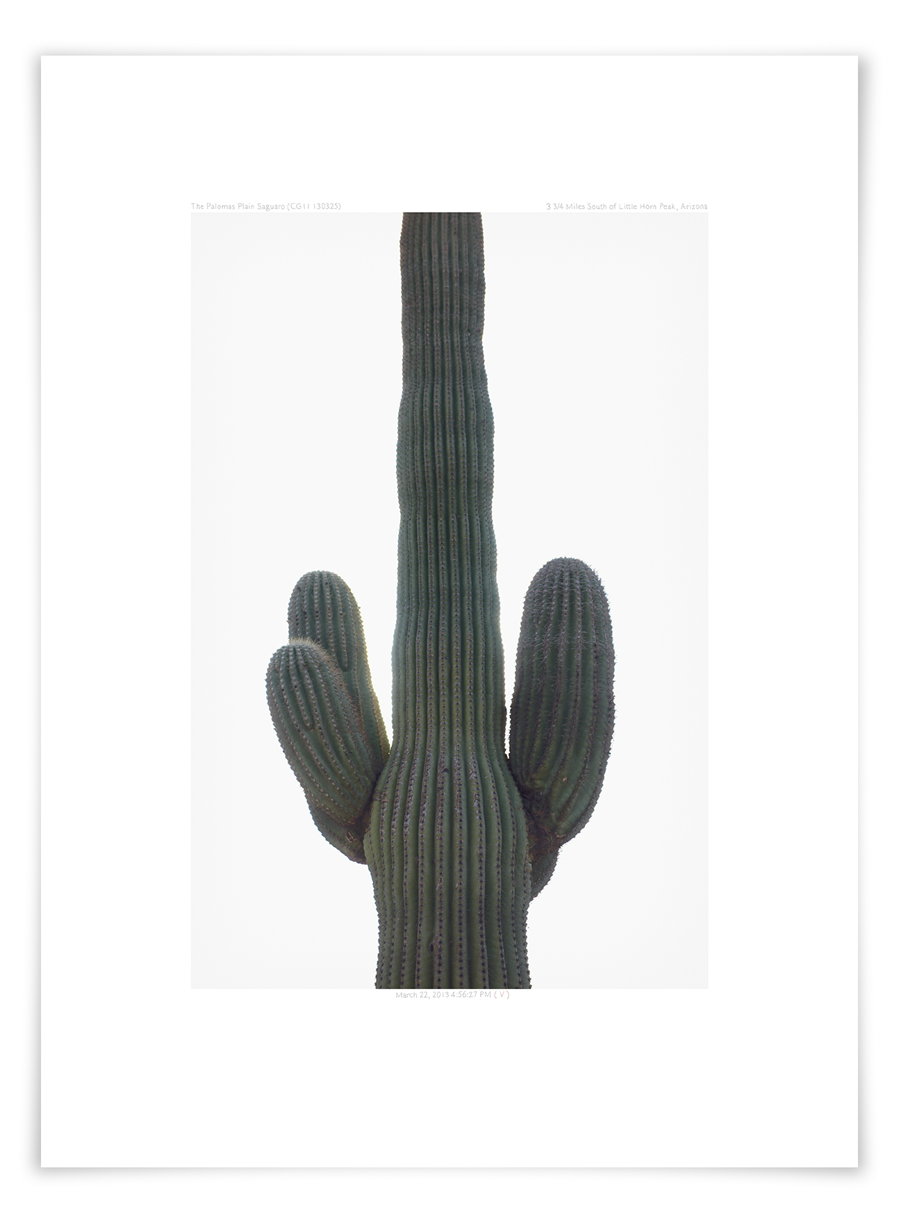   The Palomas Plain Saguaro (CG11 130325)   29 x 20 in (79 x 50 cm)                      