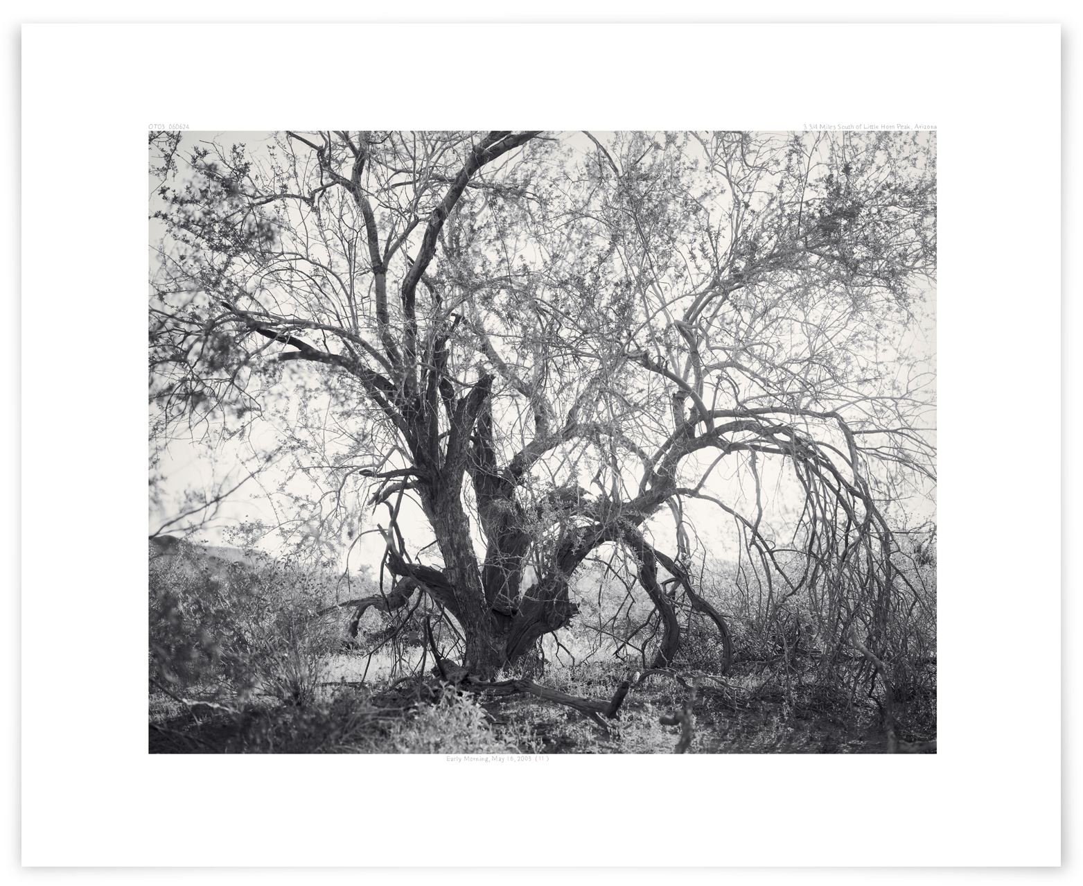The Palomas Plain Ironwood (OT03 060624) 24 x 31 in (61 x 79 cm) 
