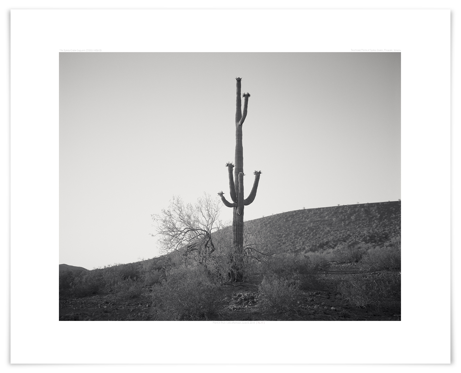   The Sykes Crater Saguaro (CG03 140613)   24 x 30 in (61 x 76 cm)                      