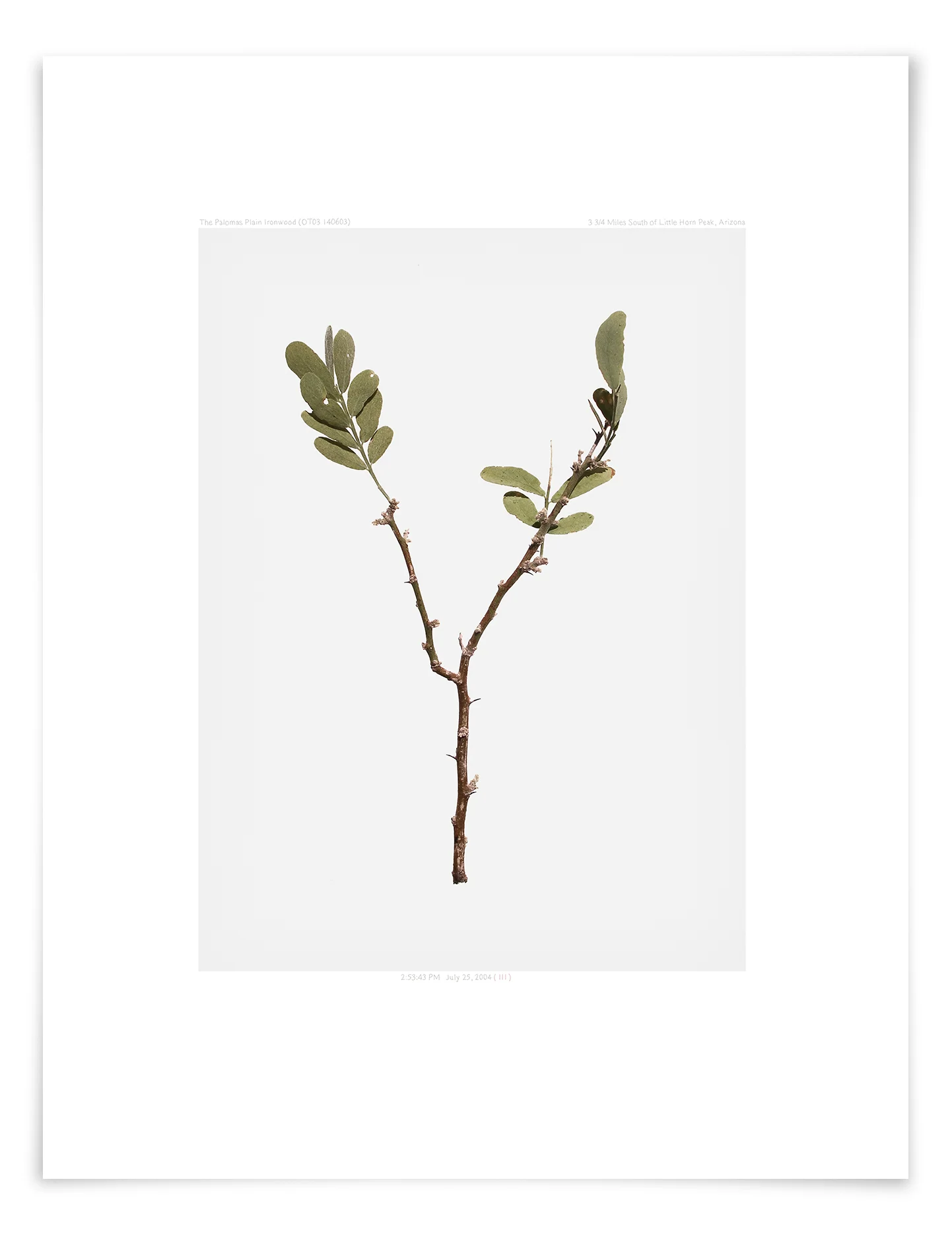 The Palomas Plain Ironwood (OT03 140603) 22 x 18 in (56 x 46 cm)