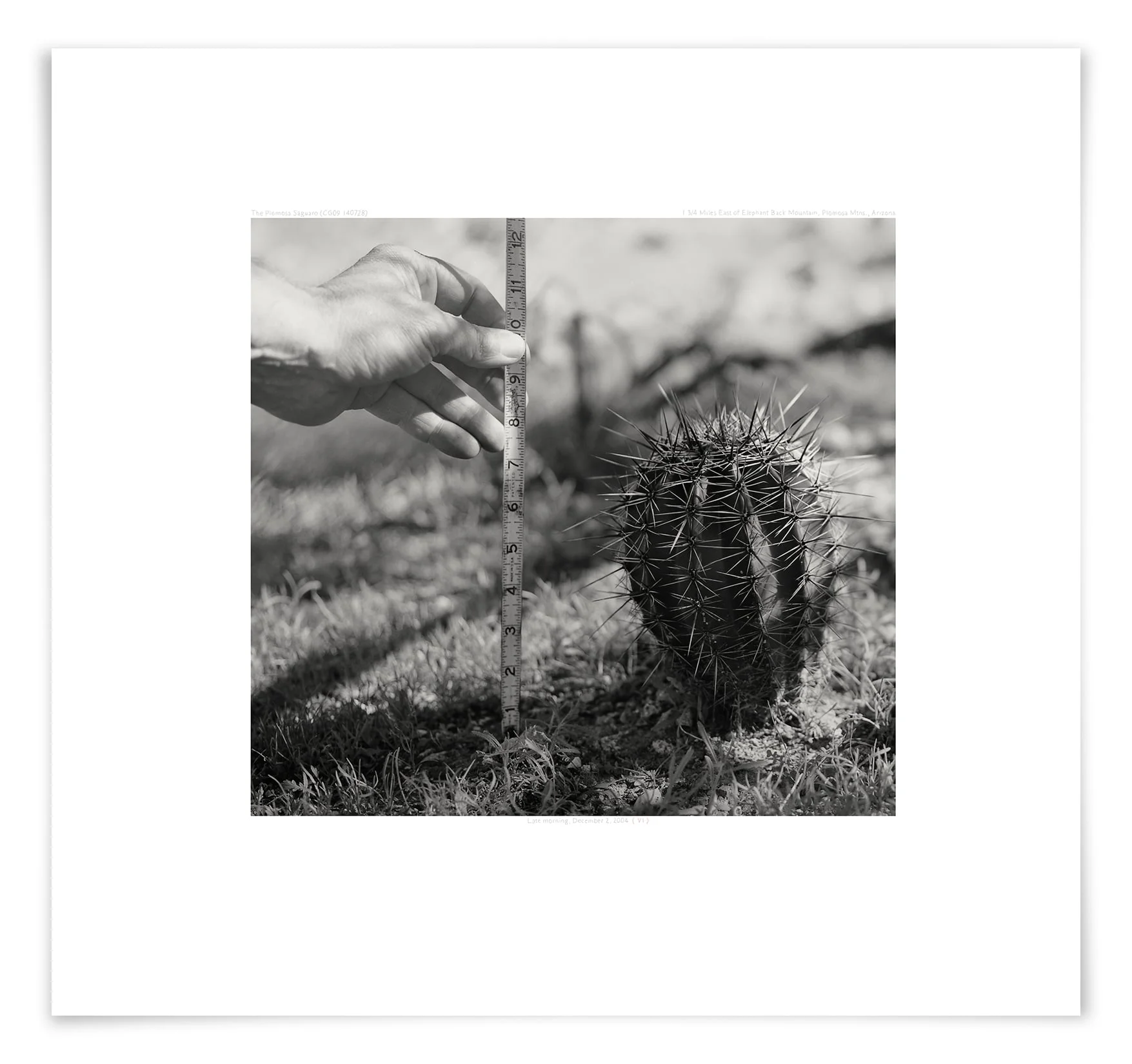 The Plomosa Saguaro (CG09 140728) 19 x 18 in (48 x 46 cm) 