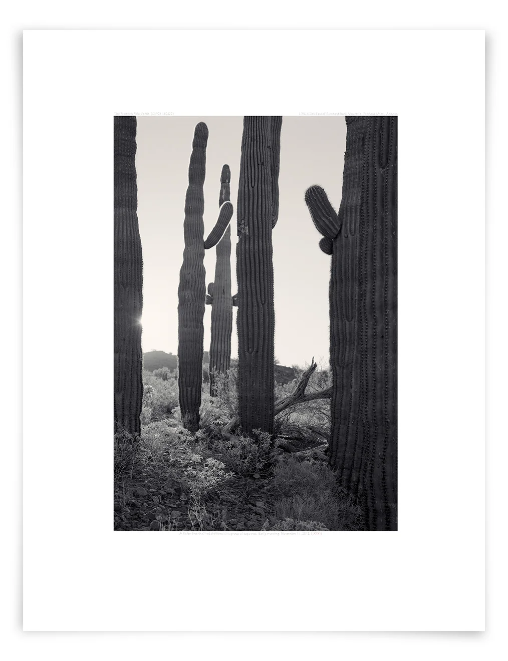 The Plomosa Palo Verde (CM03 140422) 26 x 20 in (66 x 51 cm)