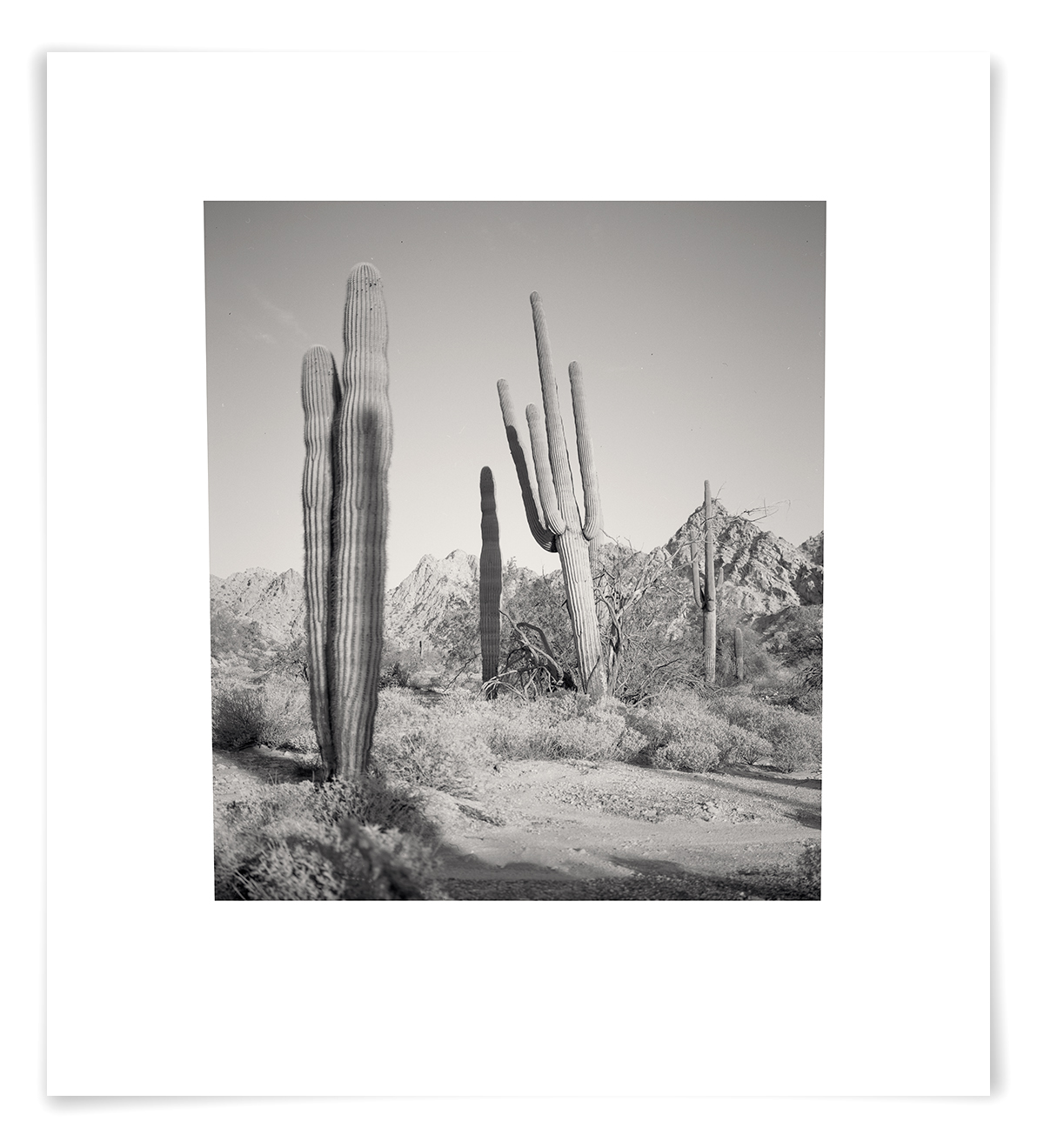   The Tinajas Altas Pass Saguaro (CG02 140513)   27 x 24 in (69 x 61 cm)                      