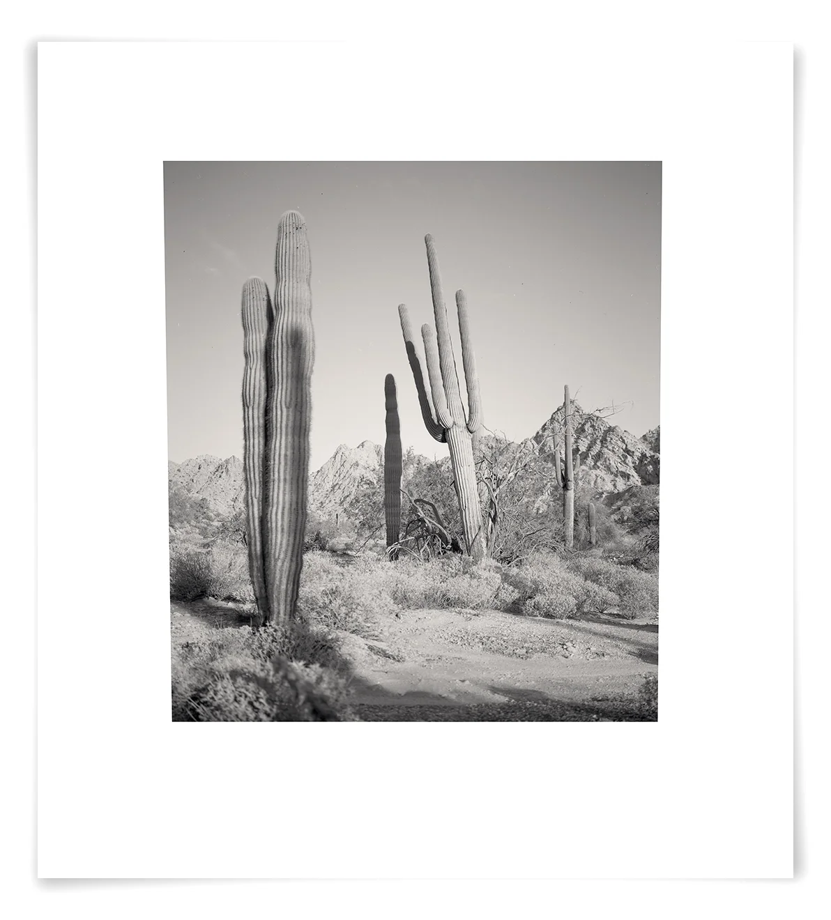 The Tinajas Altas Pass Saguaro (CG02 140513) 27 x 24 in (69 x 61 cm)