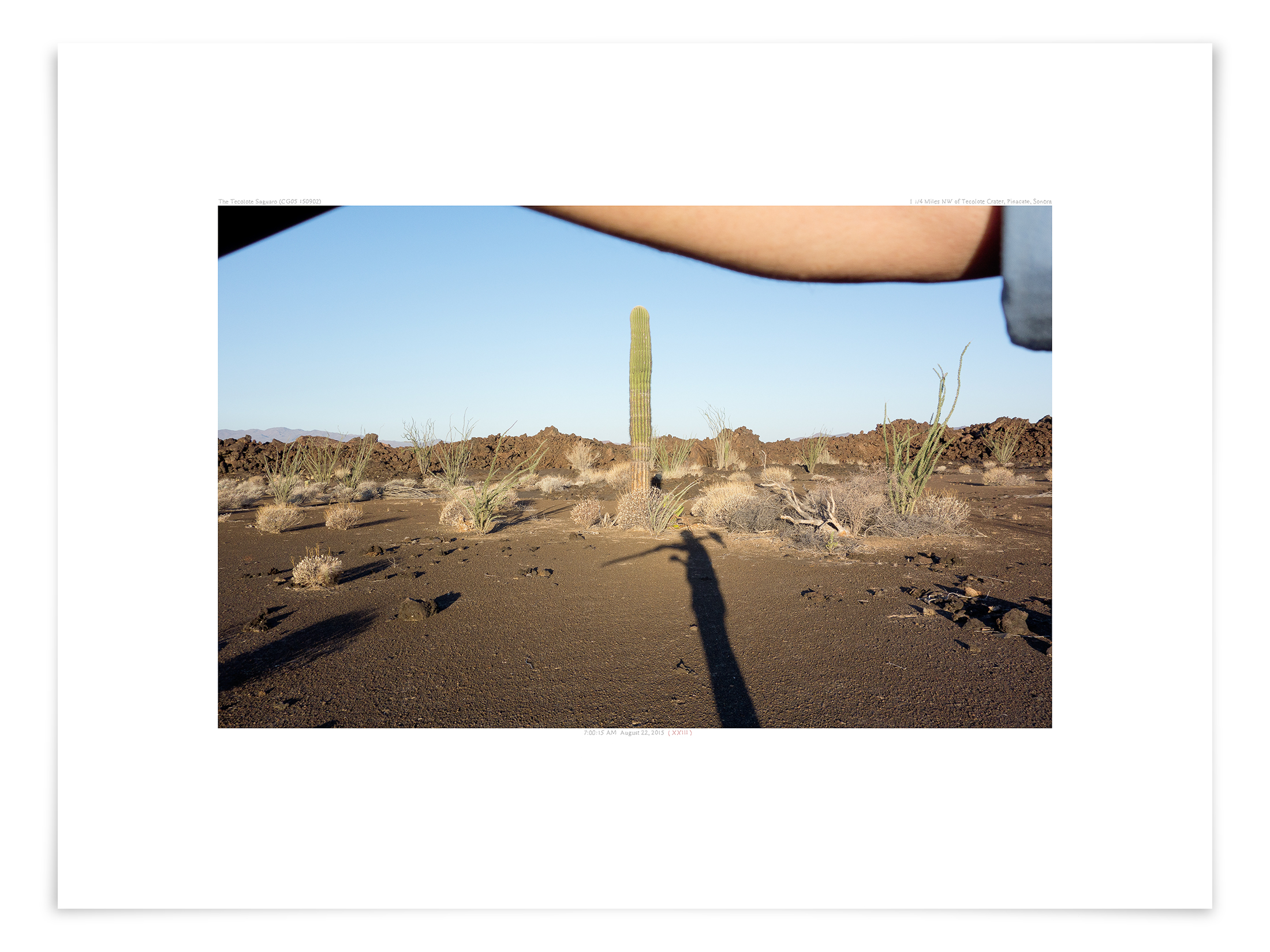   The Tecolote Saguaro (CG05 150902)   18 x 24 in (46 x 61 cm)                      