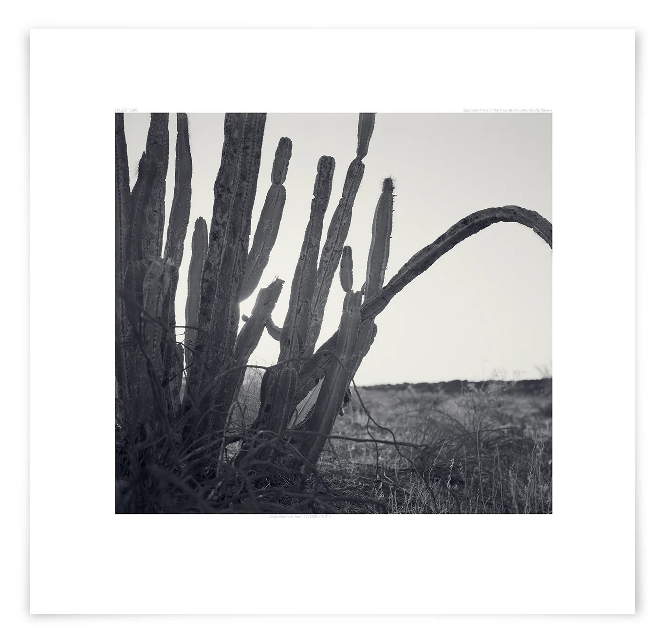 The Ives Flow Senita (LS02 131230) 25 x 24 in (63 x 61 cm)