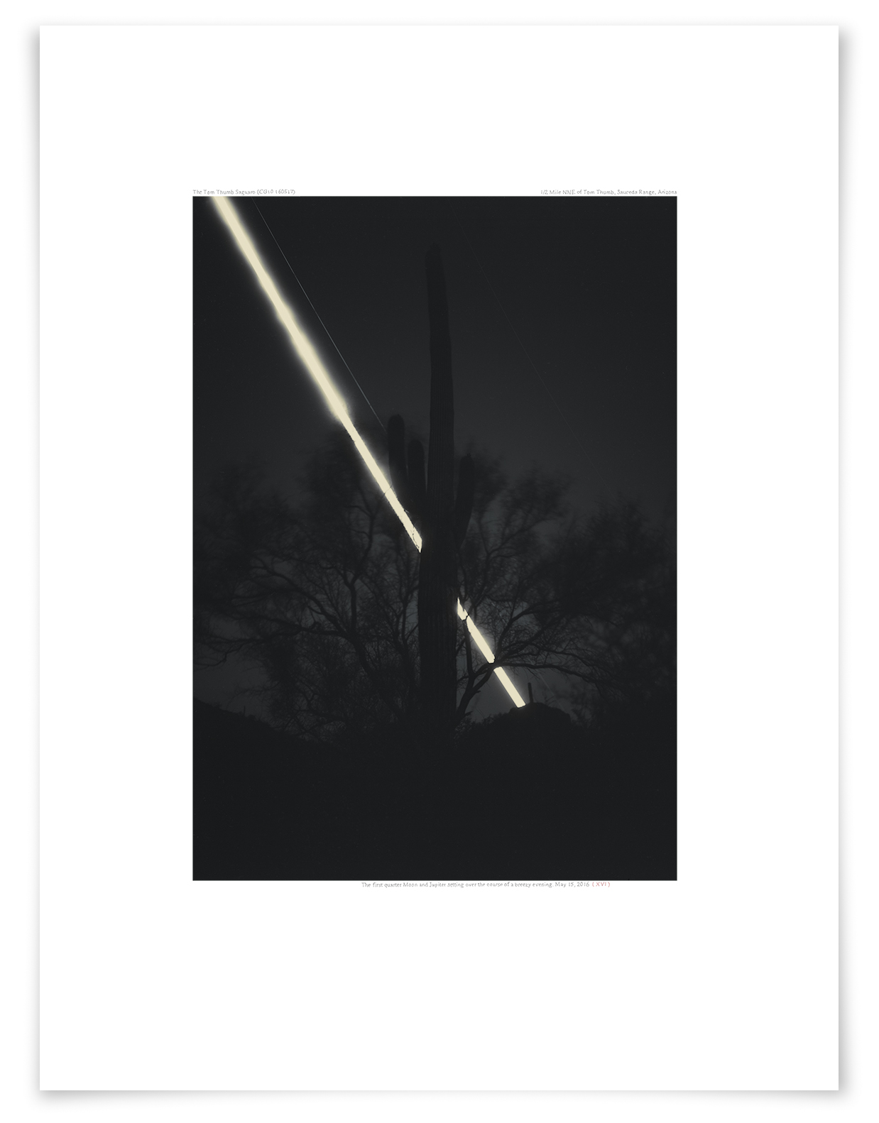   The Tom Thumb Saguaro (CG10 160515)   24 x 18 in (61 x 46 cm)                      