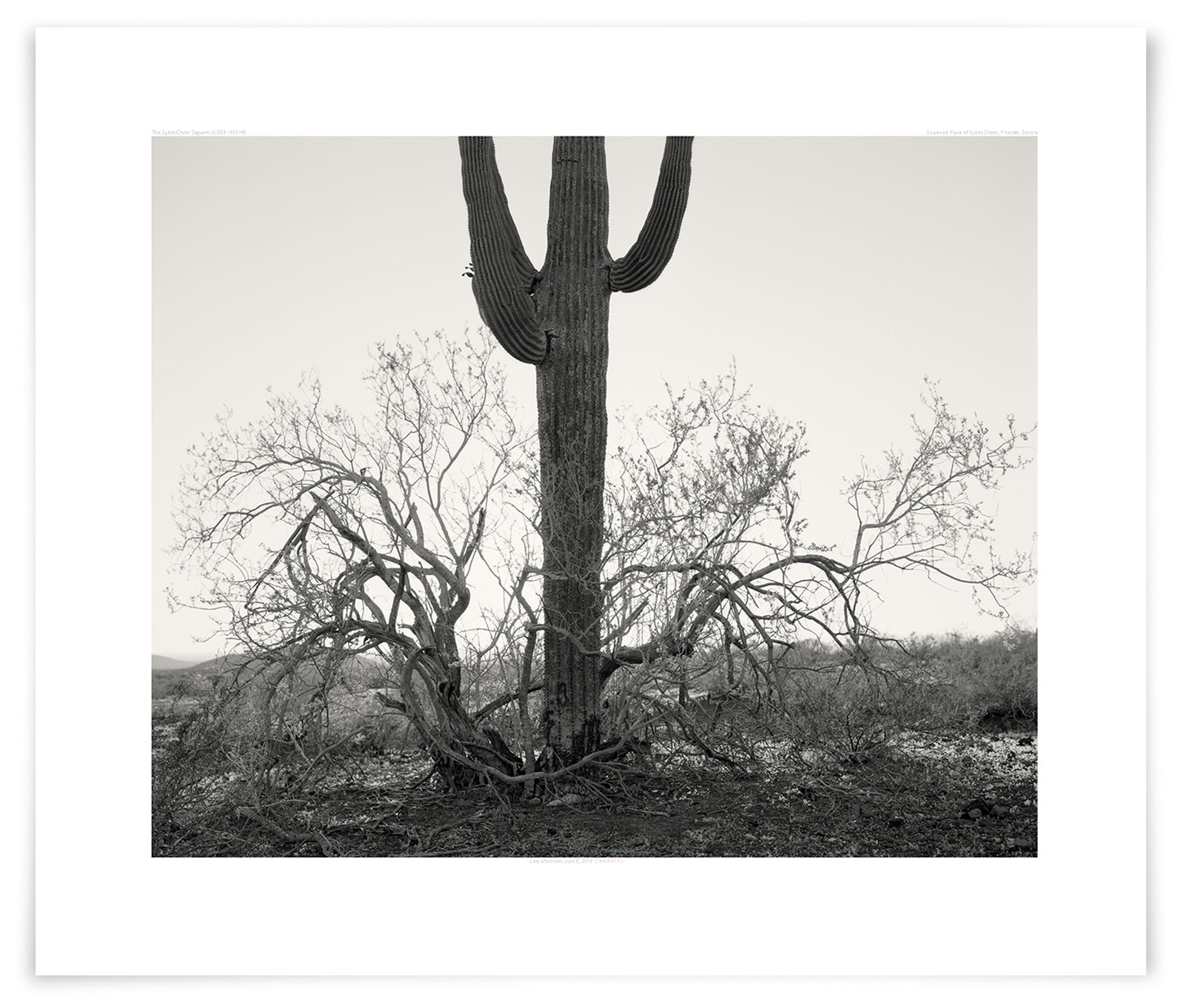   The Sykes Crater Saguaro (CG03 160314)   24 x 30 in. (61 x 76 cm)                      