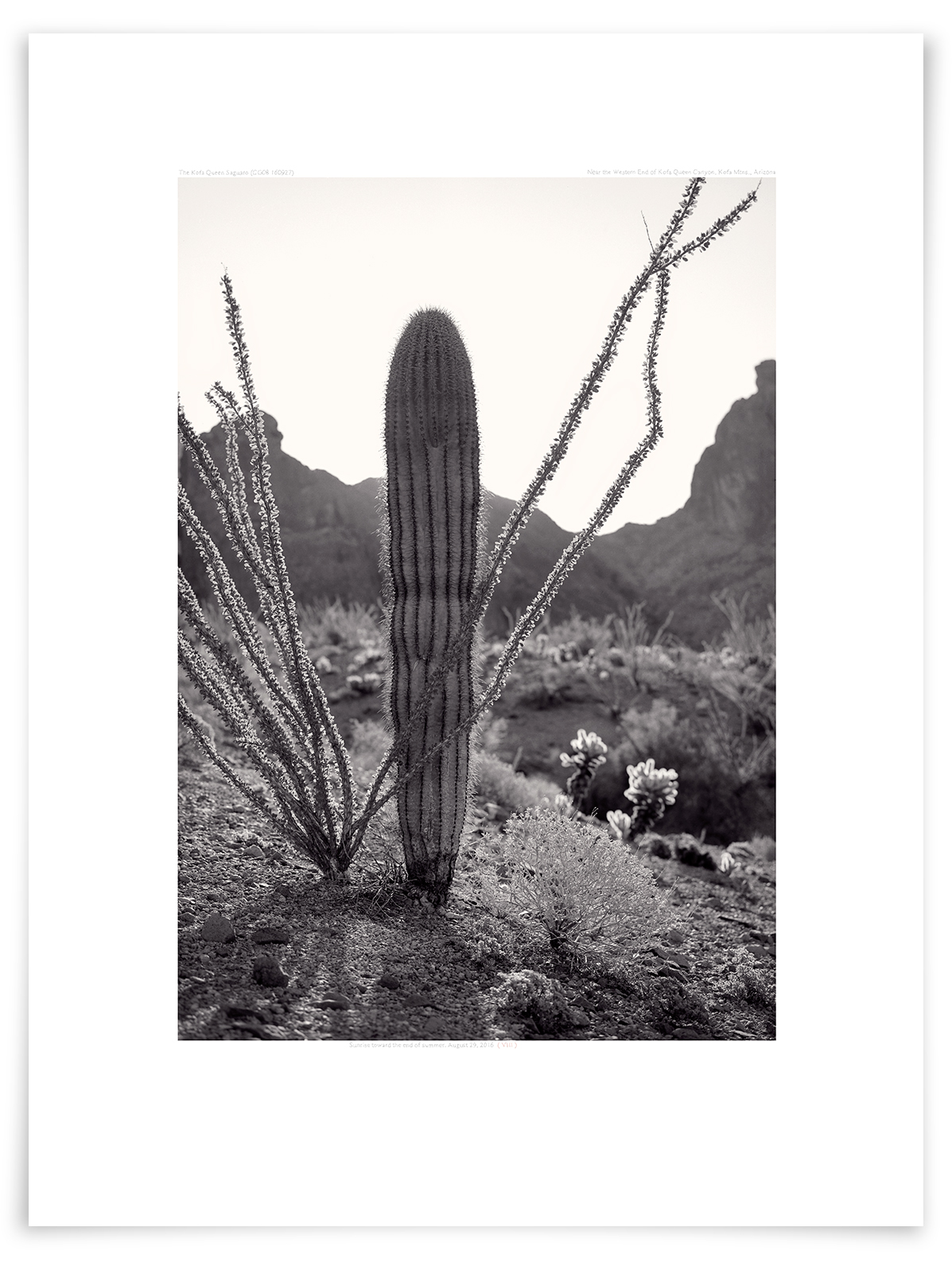   The Kofa Queen Saguaro (CG08 160927)   24 x 18 in (61 x 46 cm)                      