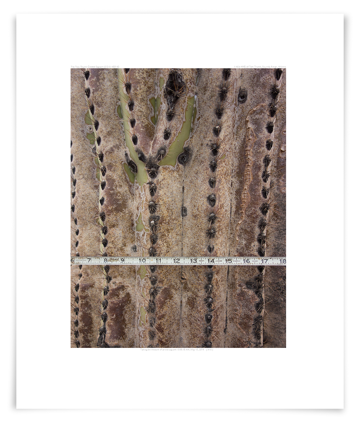   The Tom Thumb Crested Saguaro (CG13 160516)   23 x 19 in (58 x 48 cm)                      