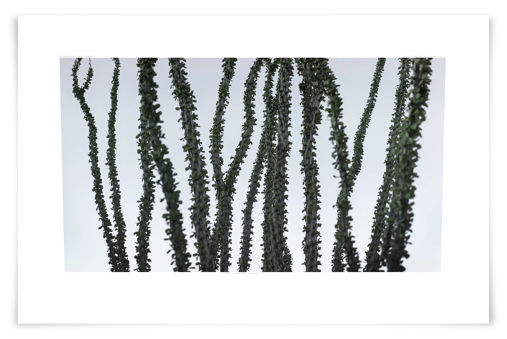 The Copper Mountains Ocotillo (FS06 170203) 24 x 39 in (61 x 99 cm)