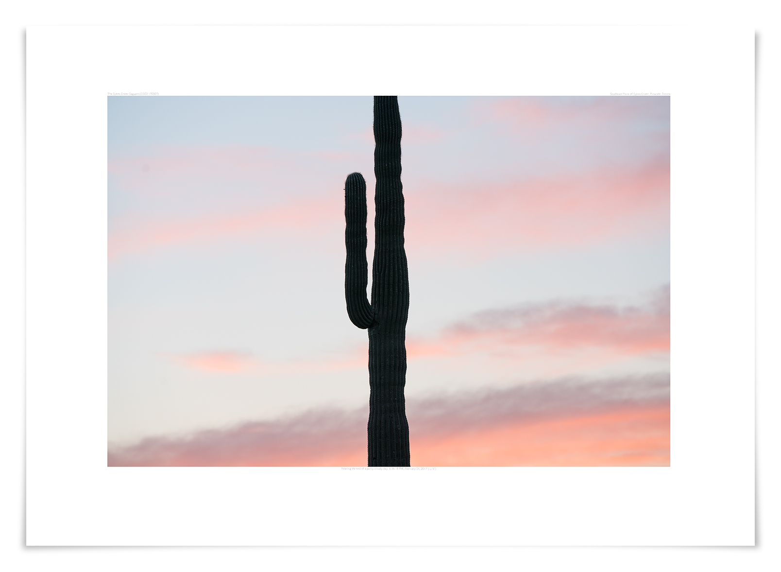   The Sykes Crater Saguaro (CG03 170307)   24 x 34 in (61 x 86 cm)                      