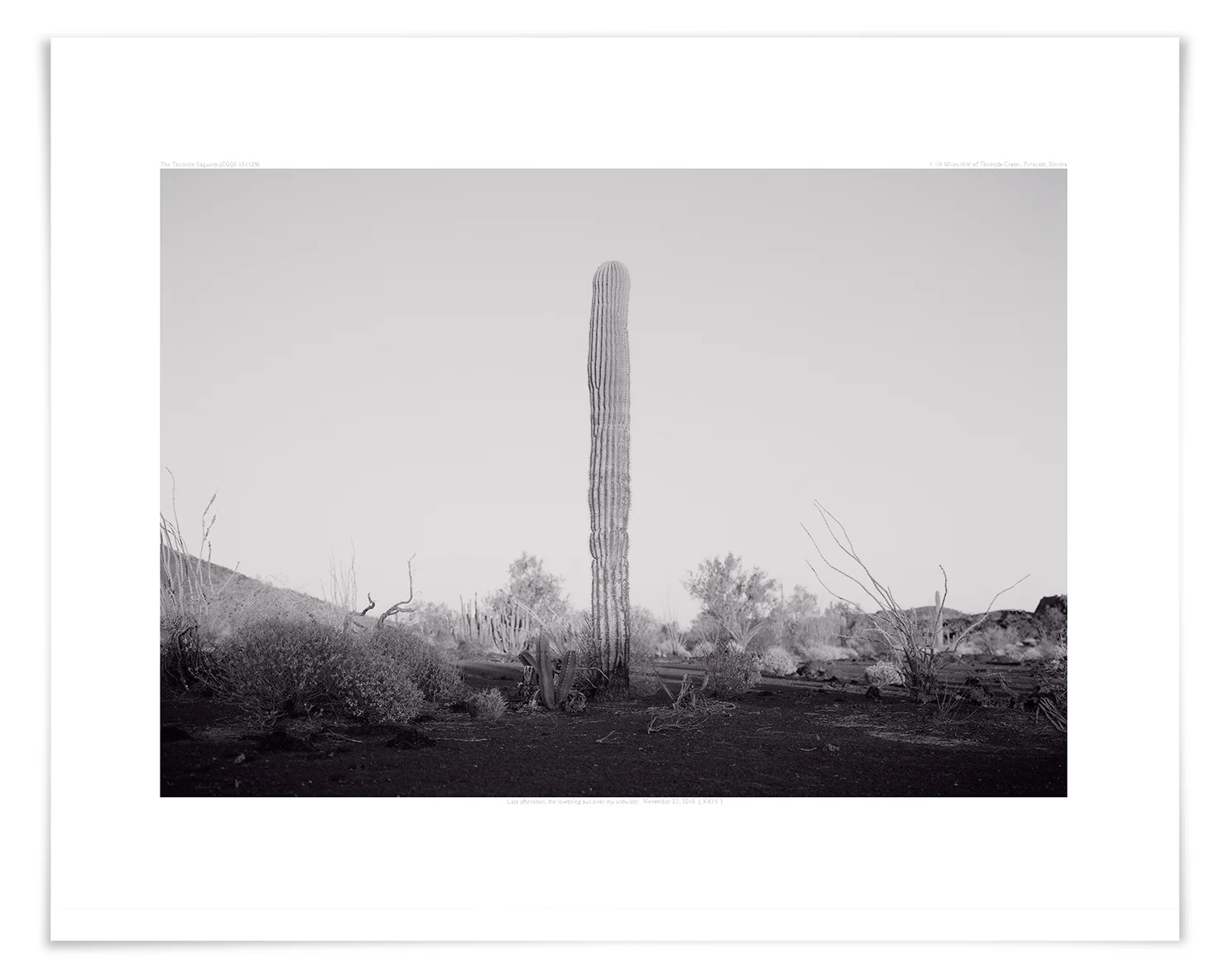 The Tecolote Saguaro (CG05 140423) 20 x 24 in (51 x 61 cm)