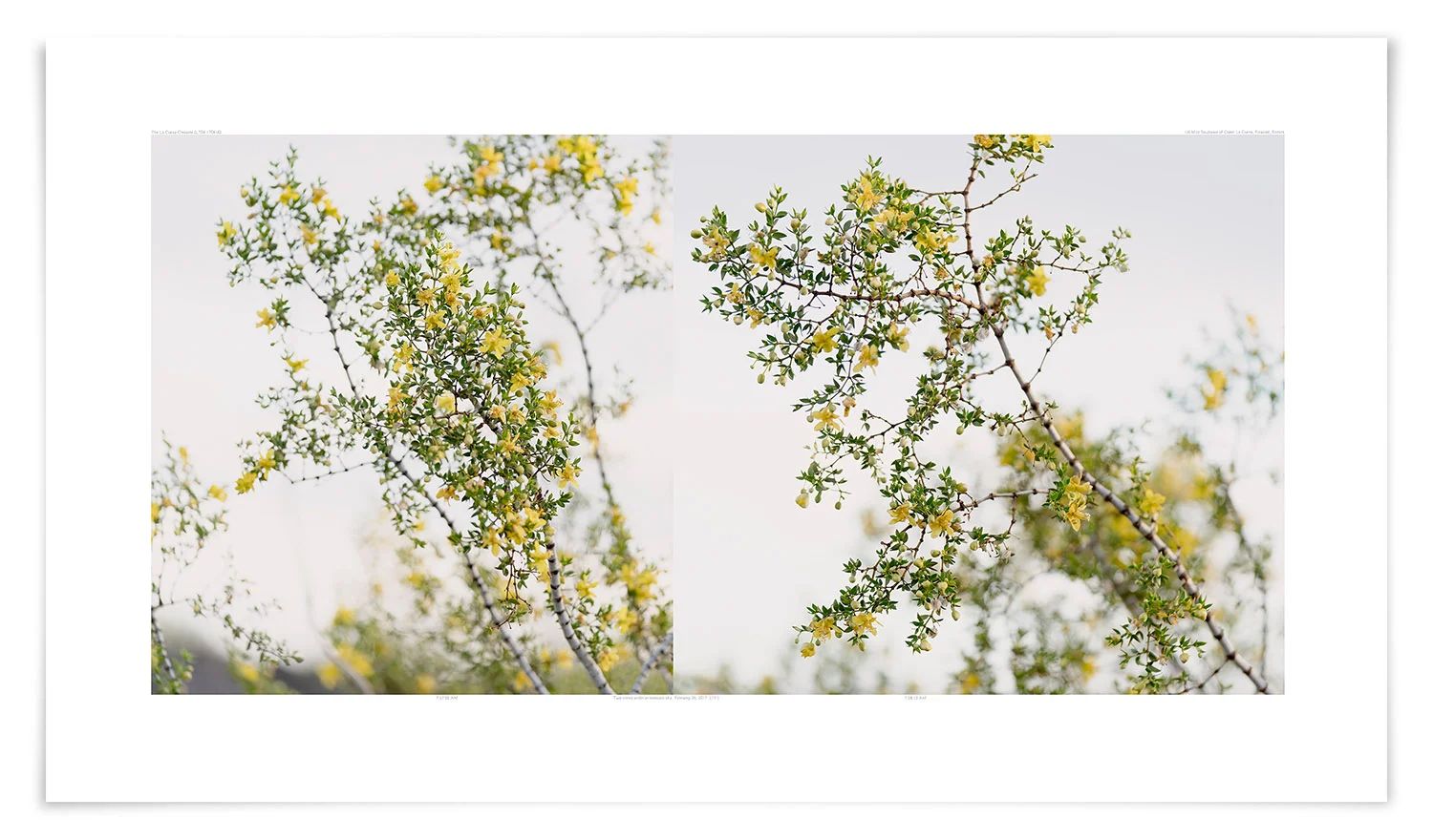 The La Cueva Creosote (LT04 170416) 24 x 42 in (61 x 107 cm)