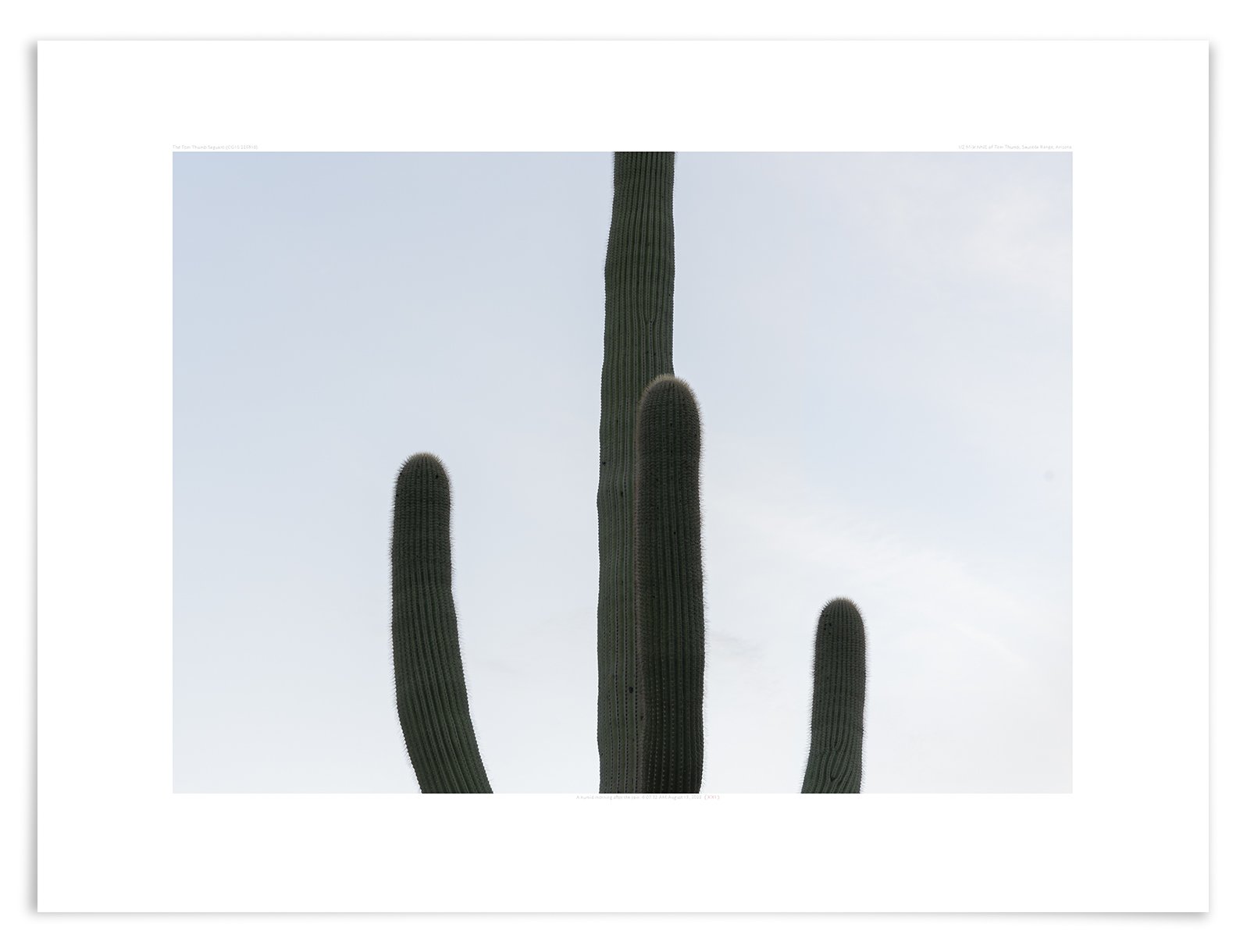   The Tom Thumb Saguaro (CG10 220816)   24 x 31 in (61 x 79 cm)               