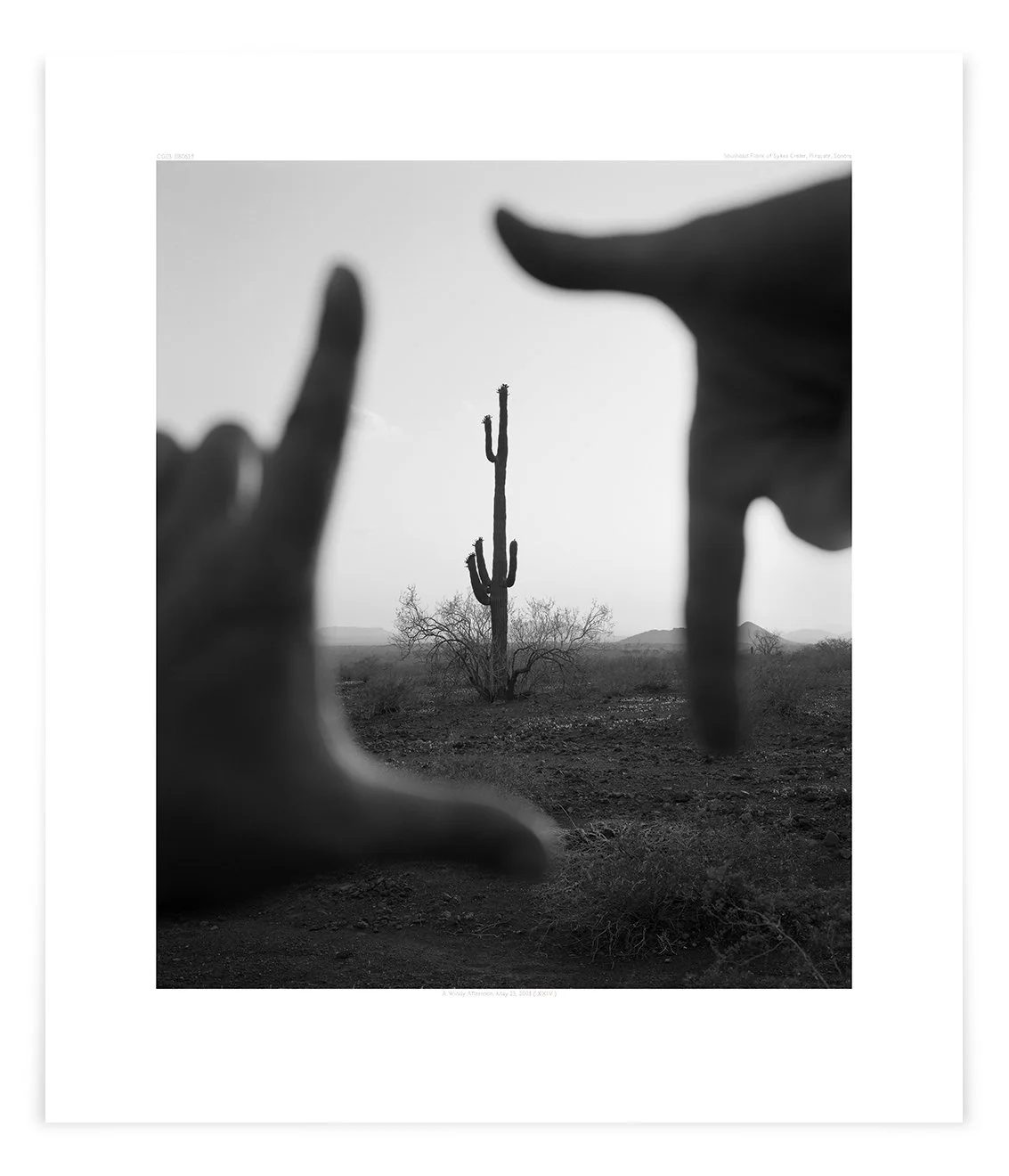 The Sykes Crater Saguaro (CG03 080525) Artwork Dims 14 1/4 × 12 1/2 in Black Lacquer Frame Edition 1/15 © 2008 $499 + Tax (inc. Frame)