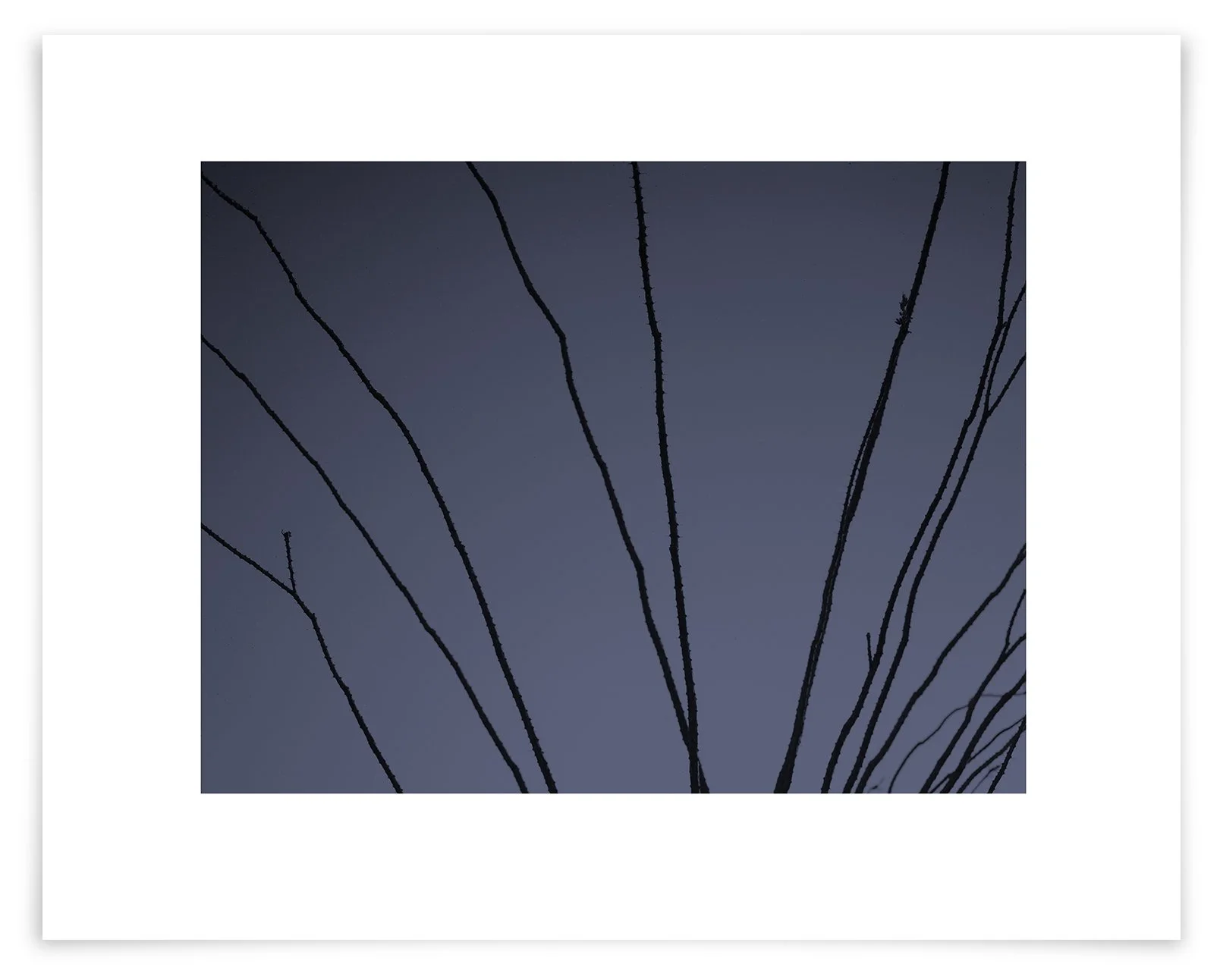 The Plomosa Ocotillo (FS03 130722) Artwork Dims 14 1/2 × 16 3/8 in Black Lacquer Frame Edition1/15 © 2013 $499 + Tax (inc. Frame)