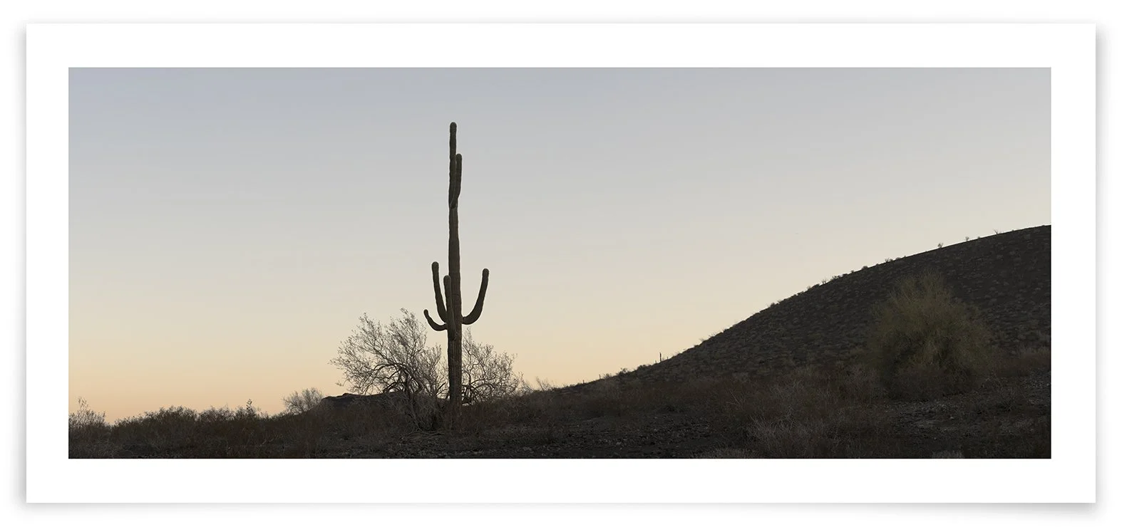   The Sykes Crater Saguaro (CG03 181008)   24 × 53 1/2 in. (61 × 136 cm)               