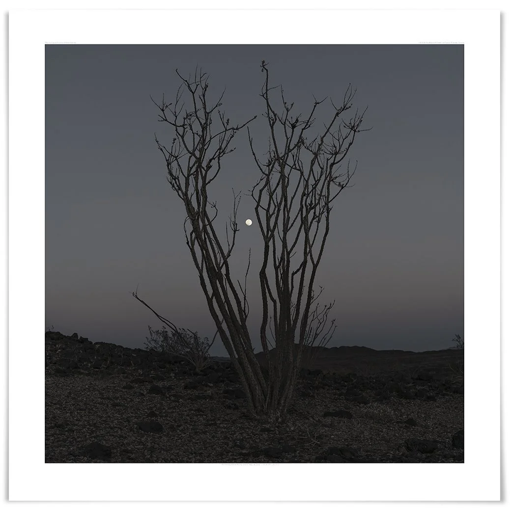   The La Cueva Ocotillo (FS04 250618)   40 × 40 in (102 × 102 cm)               