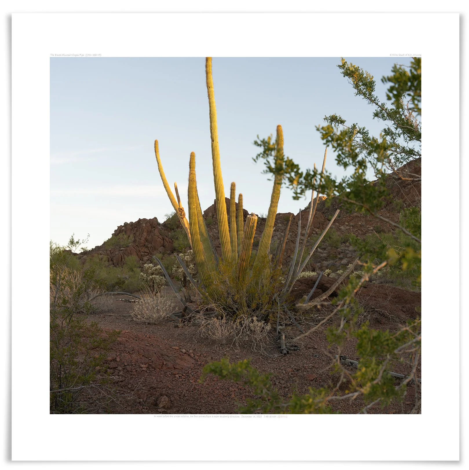   The Black Mountain Organ Pipe (ST01 260115)   24 × 24 in (61 × 61 cm)               