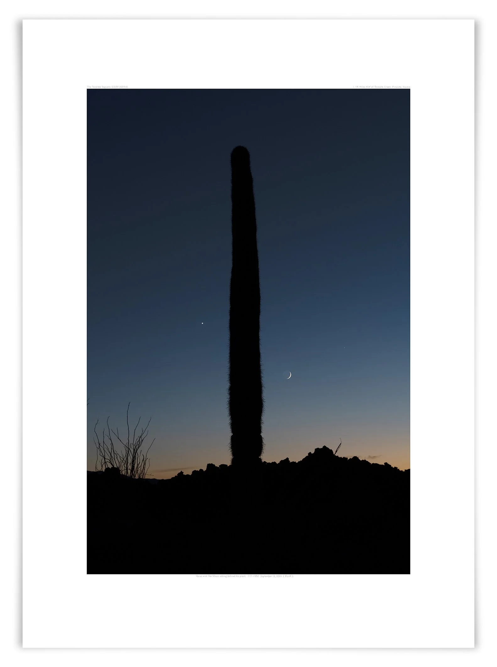   The Tecolote Saguaro (CG05 260916)   33 1/2 x 24 in (85 x 61 cm)  &nbsp;  &nbsp;  &nbsp;  &nbsp;  &nbsp;  &nbsp;  &nbsp; 