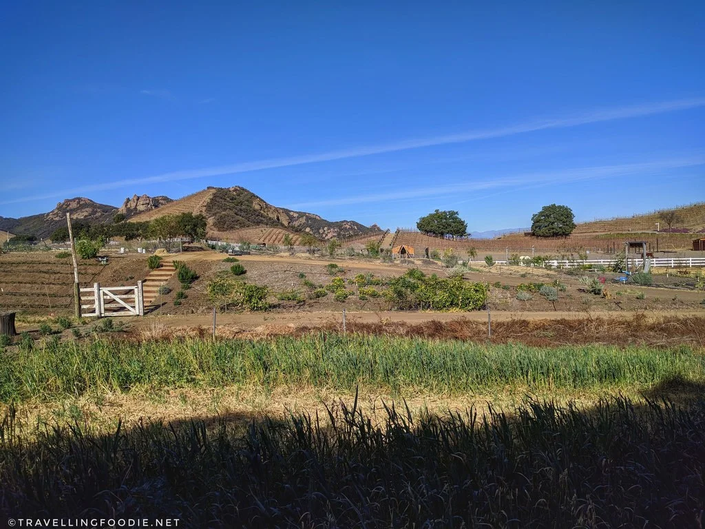 conejo.jpg