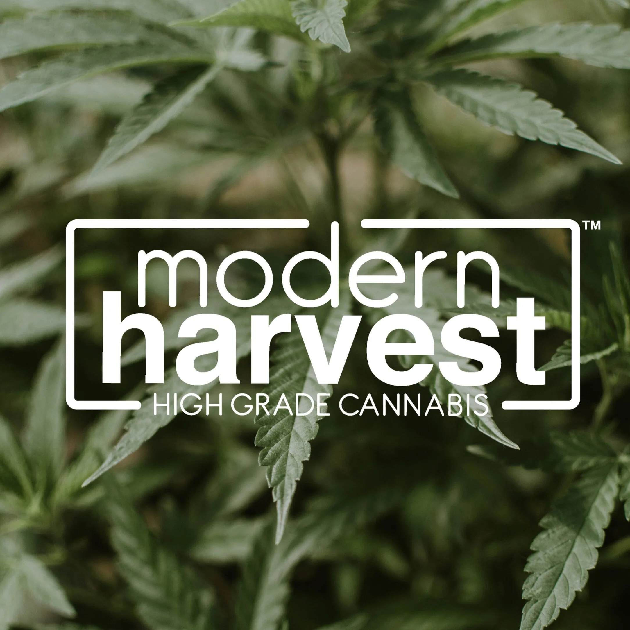 Modern+Harvest_mazawi.jpg