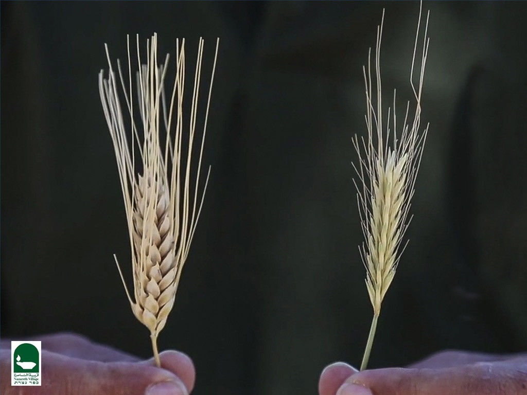 018-nv-wheat-tares.jpg