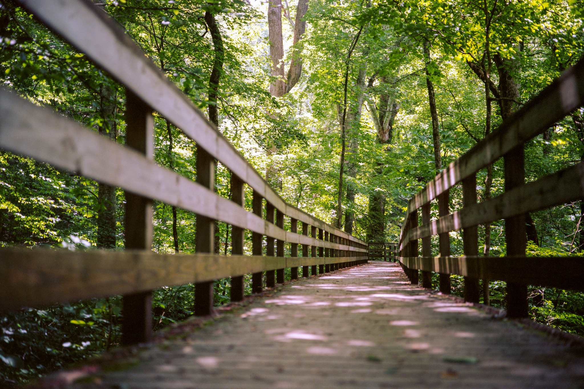 Walking through the park...
