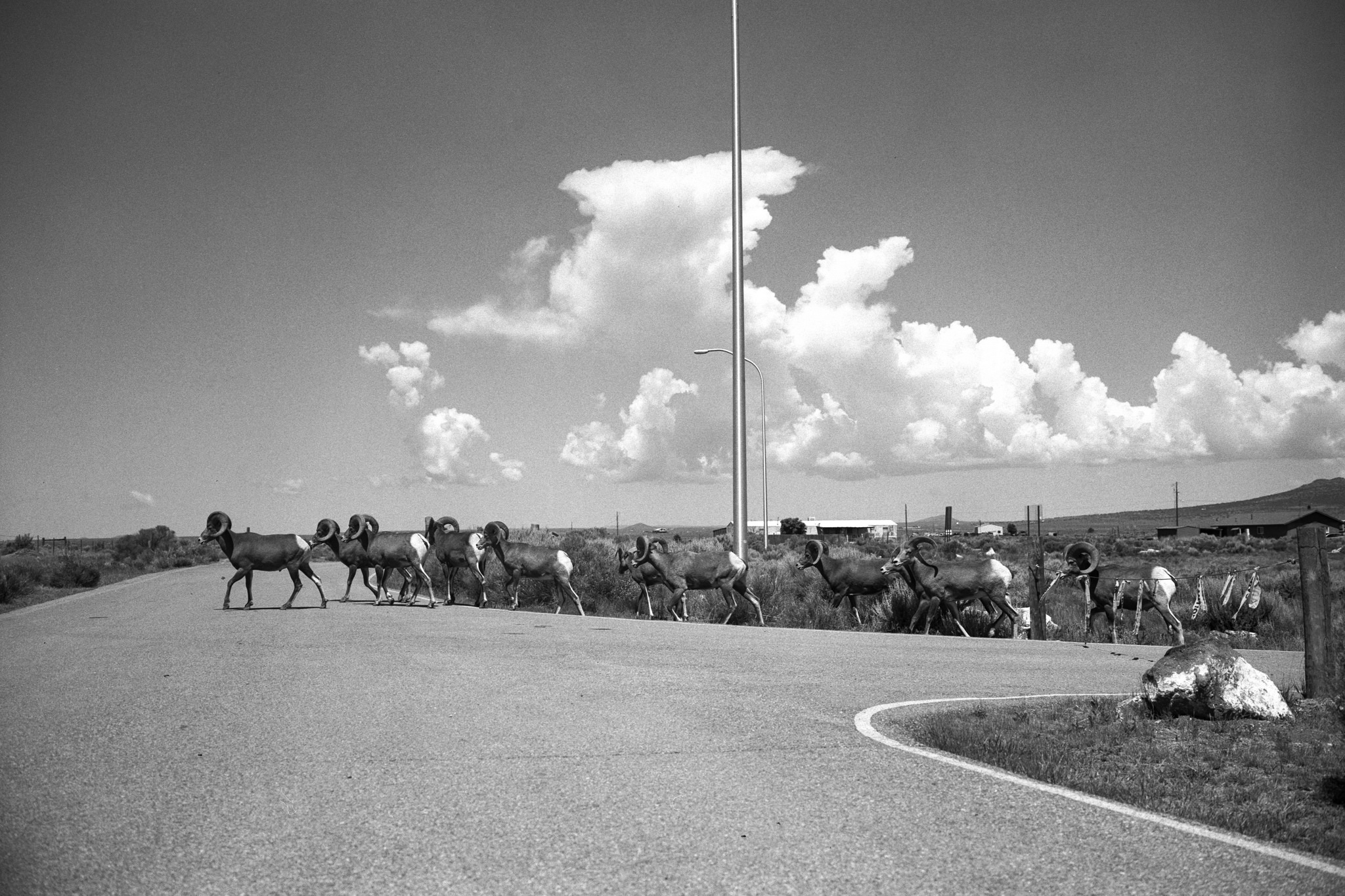 A pack of Bighorn Sheep crossing across the parking lot.