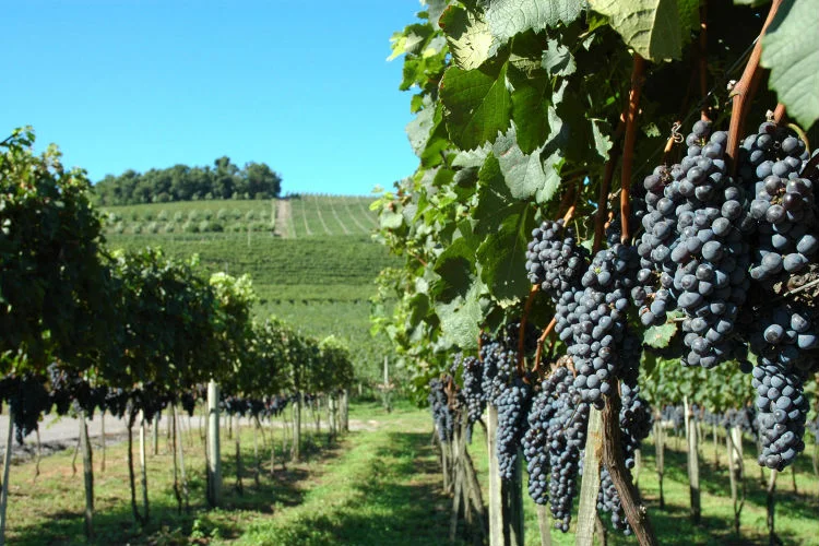 O concurso acontecerá justo na época da vindima, que é a colheita das uvas utilizadas na fabricação de vinhos, espumantes e sucos premiados internacionalmente. É quando a região de Bento Gonçalves torna-se ainda mais bonita e cheia de vida!