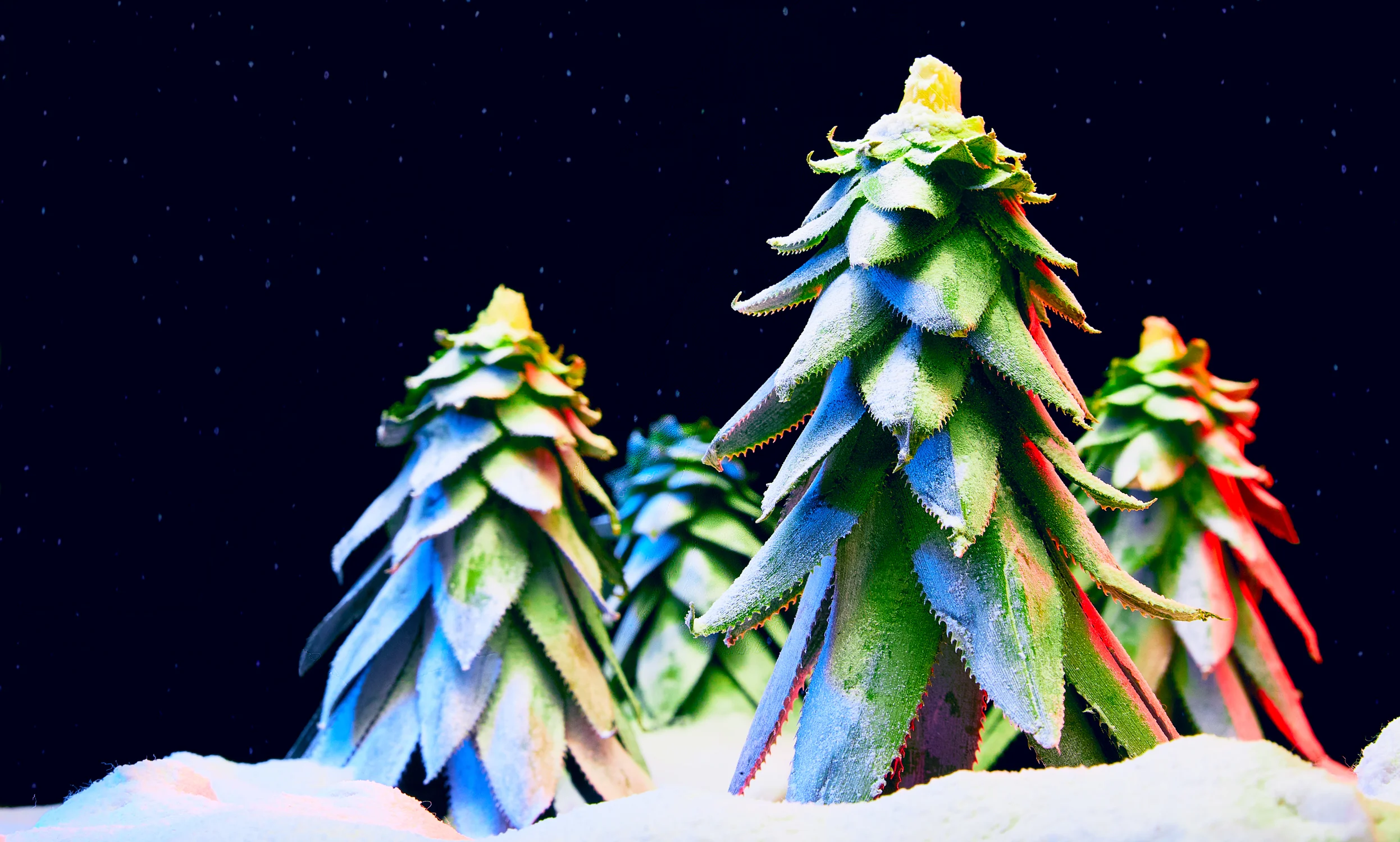 christmas024225.jpg