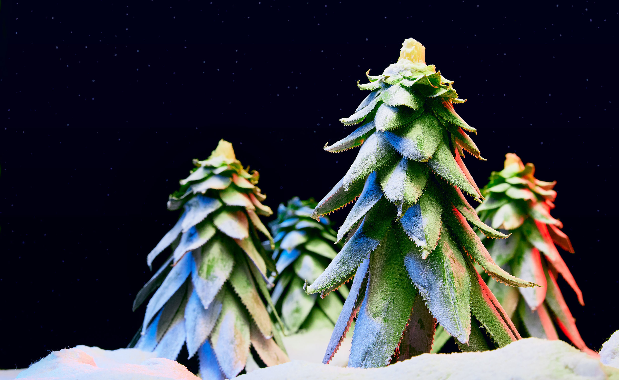 christmas_ayoishola.jpg