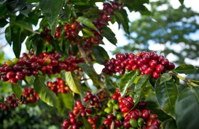 coffee_beans.jpg