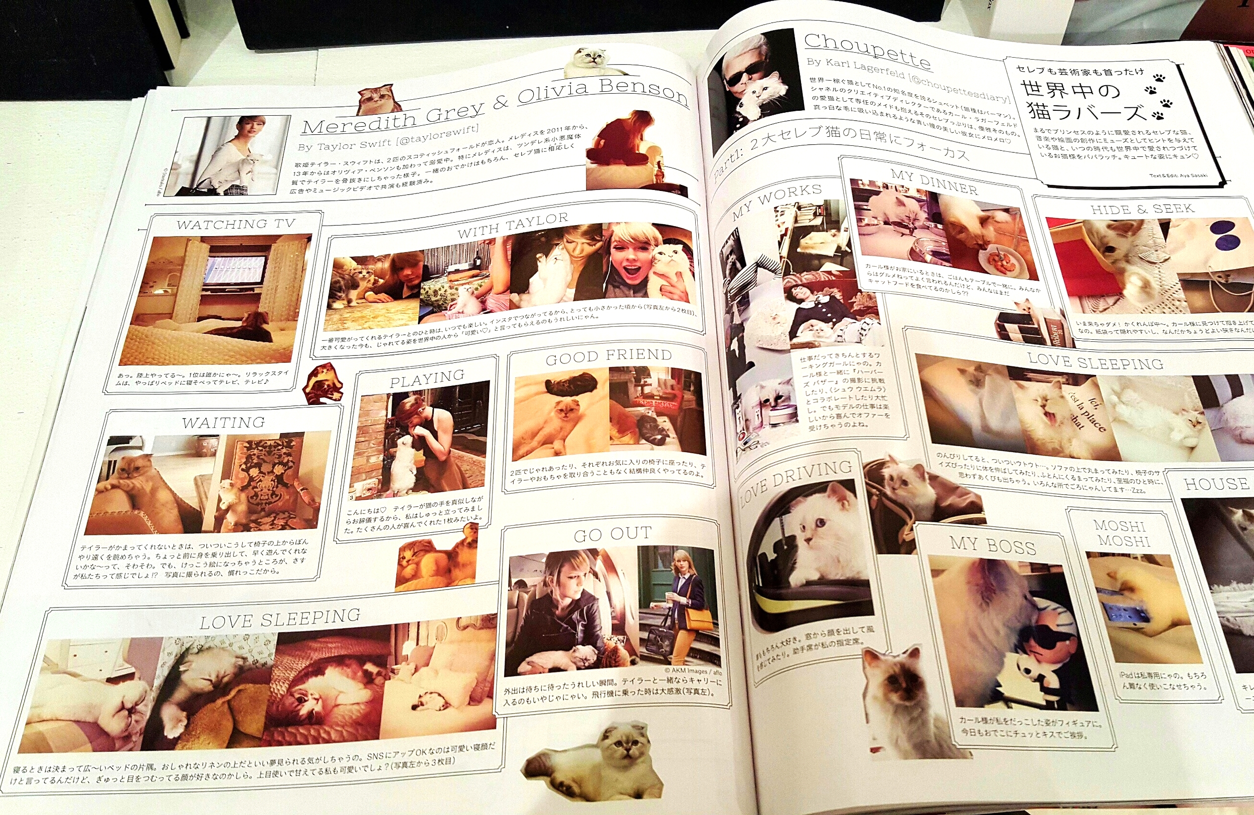  This editorial spread lets you follow a day in the life of a celebrity kitty 