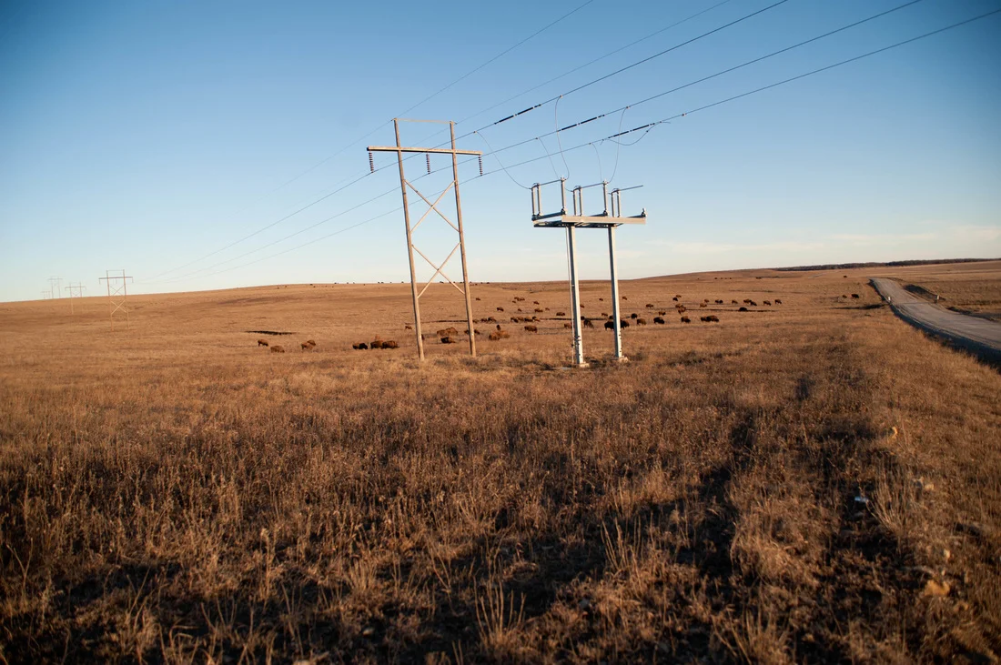(February 2012) Bison graze on the National Tallgrass Prairie Preserve in Pawhuska, Oklahoma. 