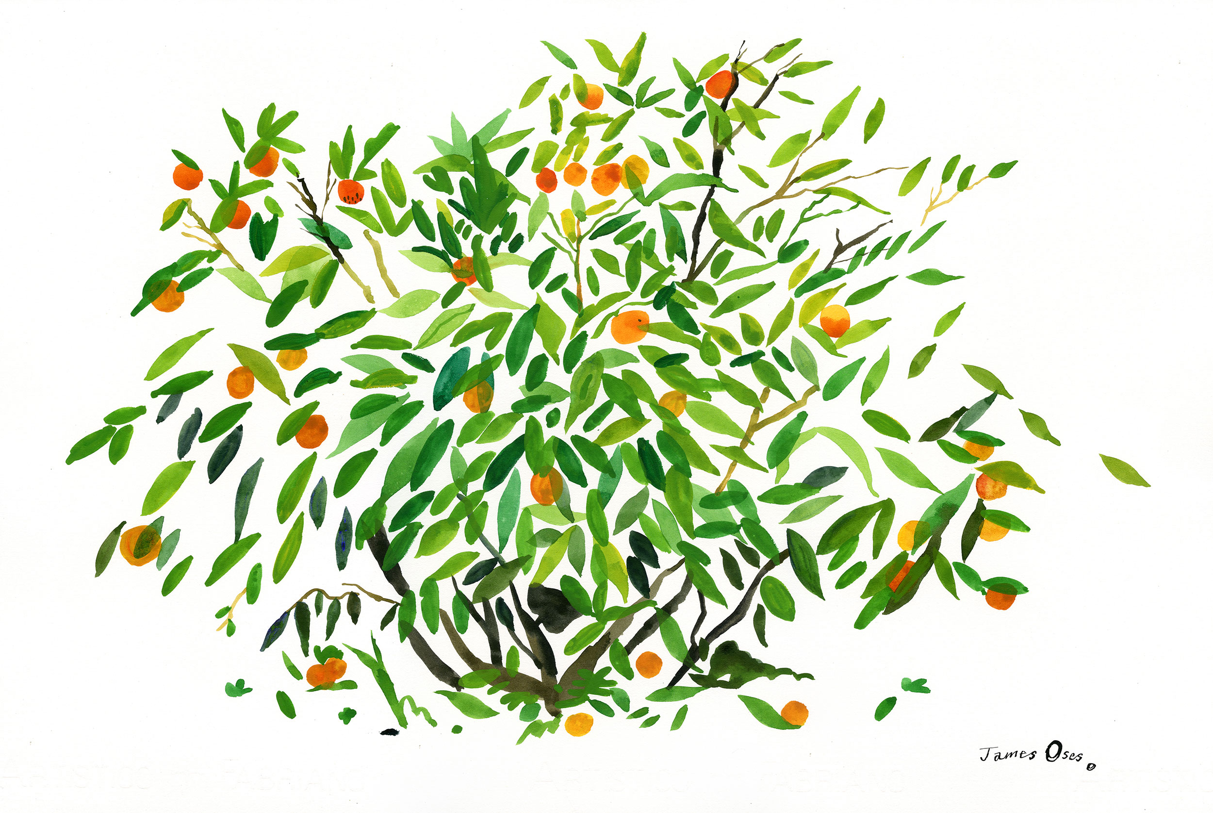 Orange tree by James Oses
