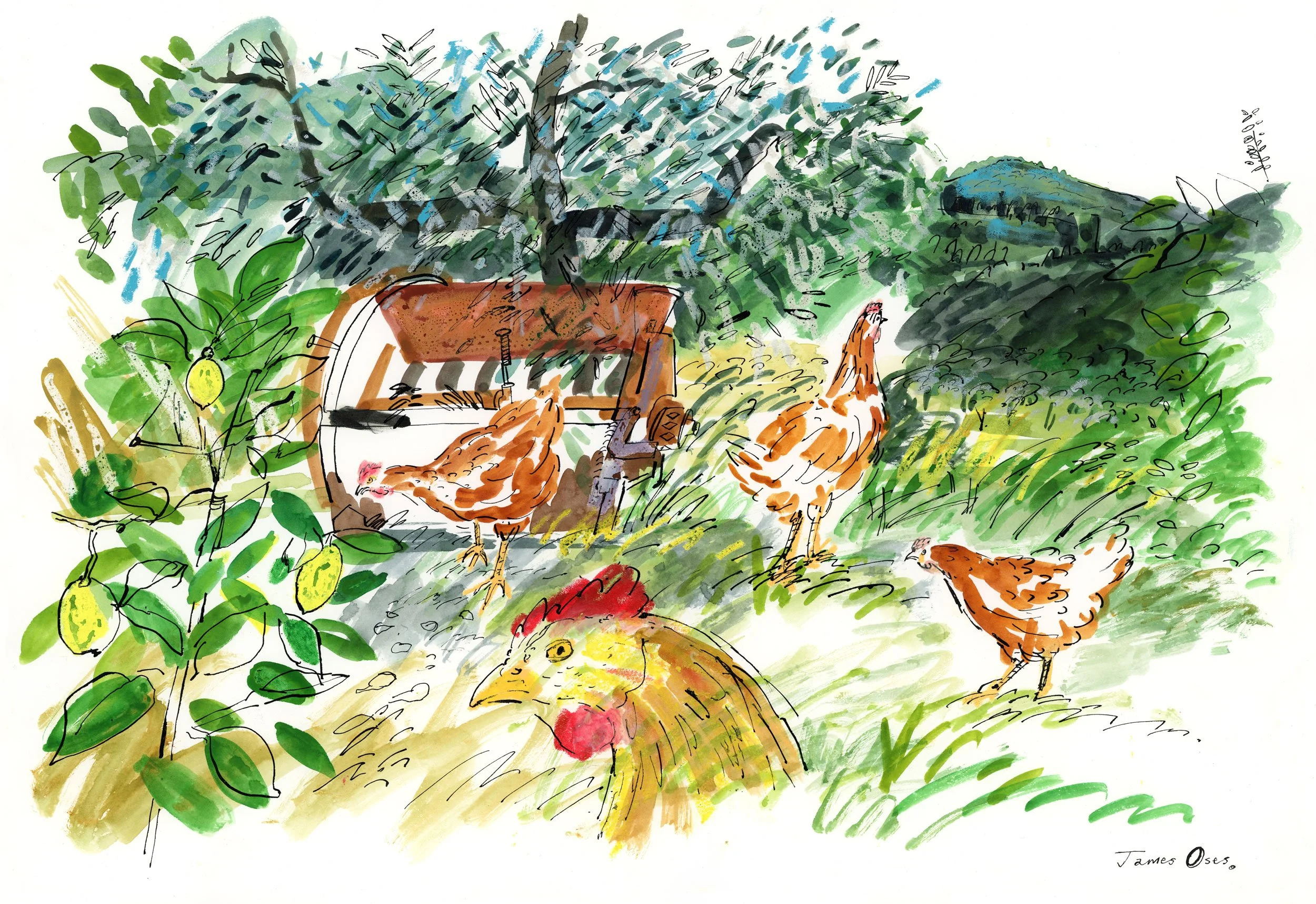 Chickens-on-location,-Tuscany.jpg