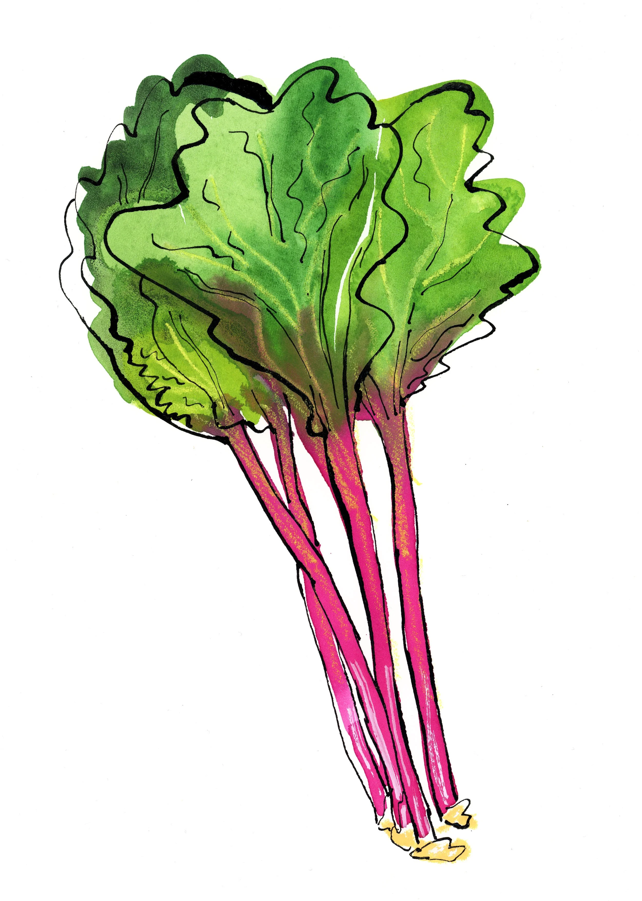 Food-Tour-Rhubarb-illo-James-Oses.jpg