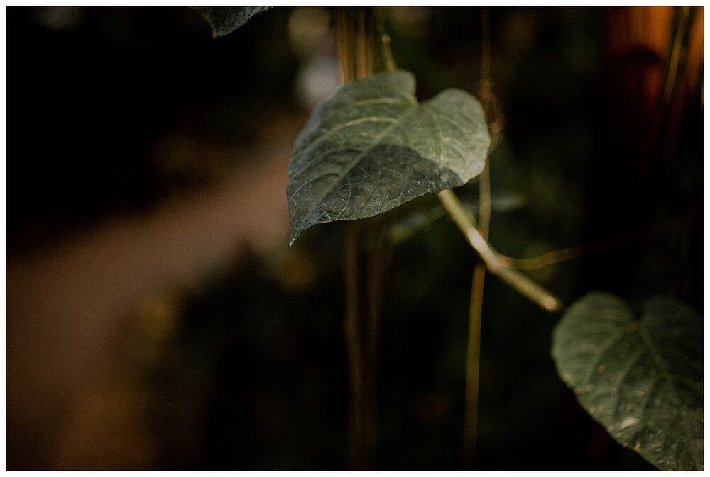 CHICAGO WEDDING PHOTOGRAPHER - GARFIELD PARK CONSERVATORY ENGAGEMENT PHOTOS_0015.jpg