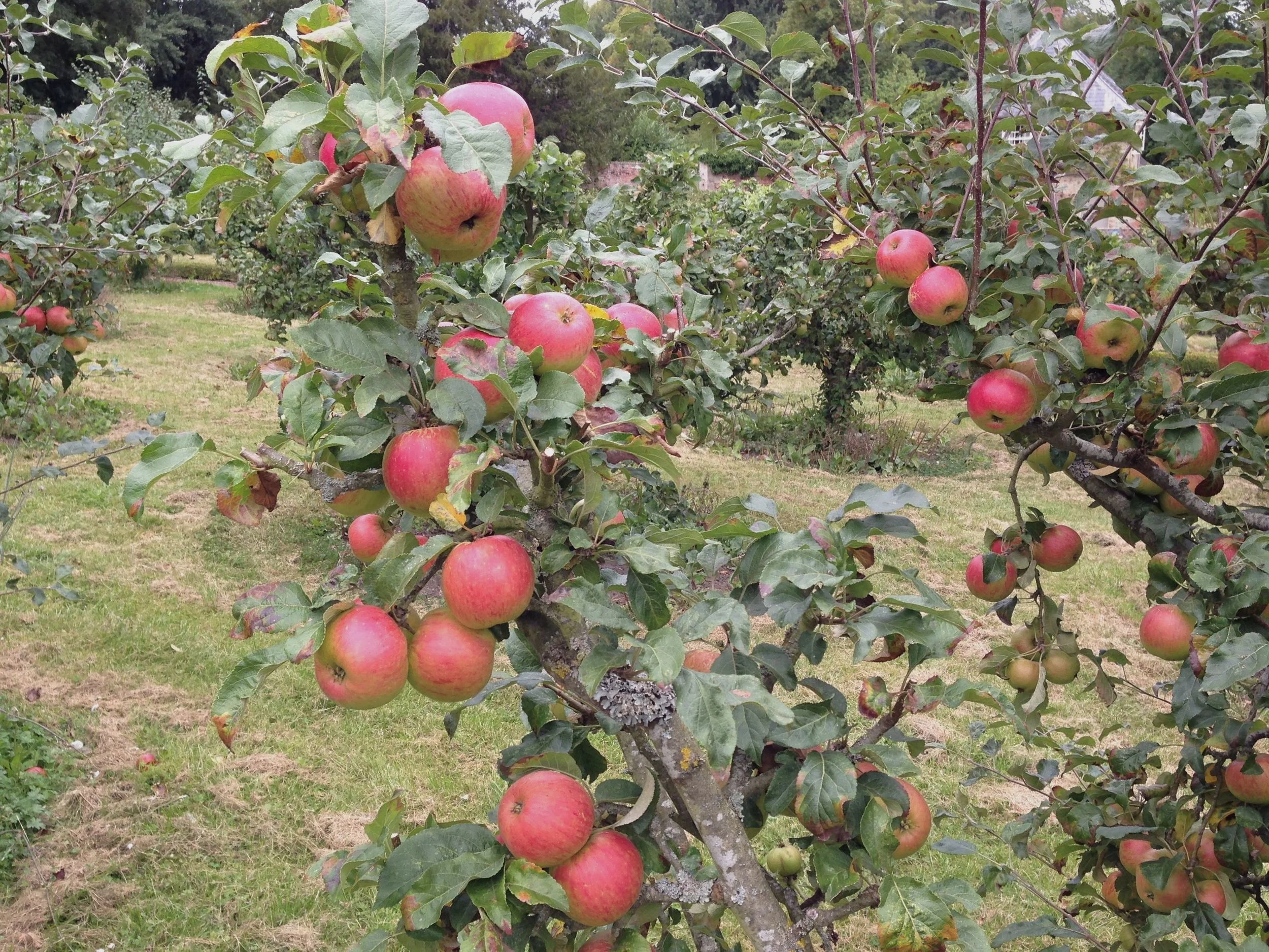 A bountiful crop of Ellison's Orange following successful Summer pruning of the previous season.