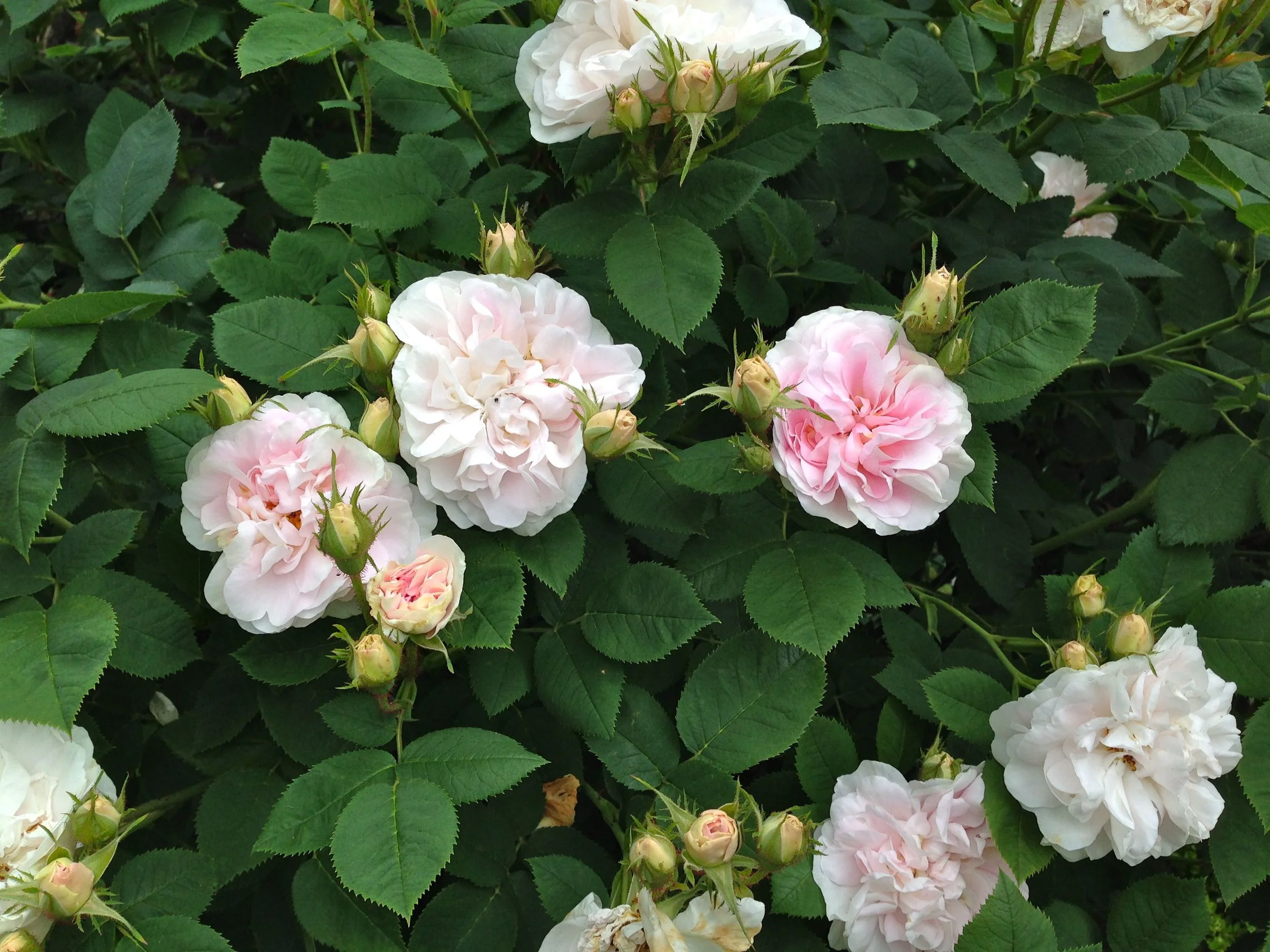 Maiden's Blush in full flower.