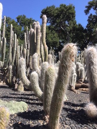 Loutsland cacti.jpg