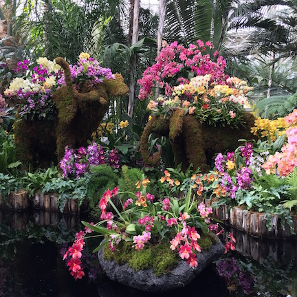 New York Botanical Gardens Orchid Show